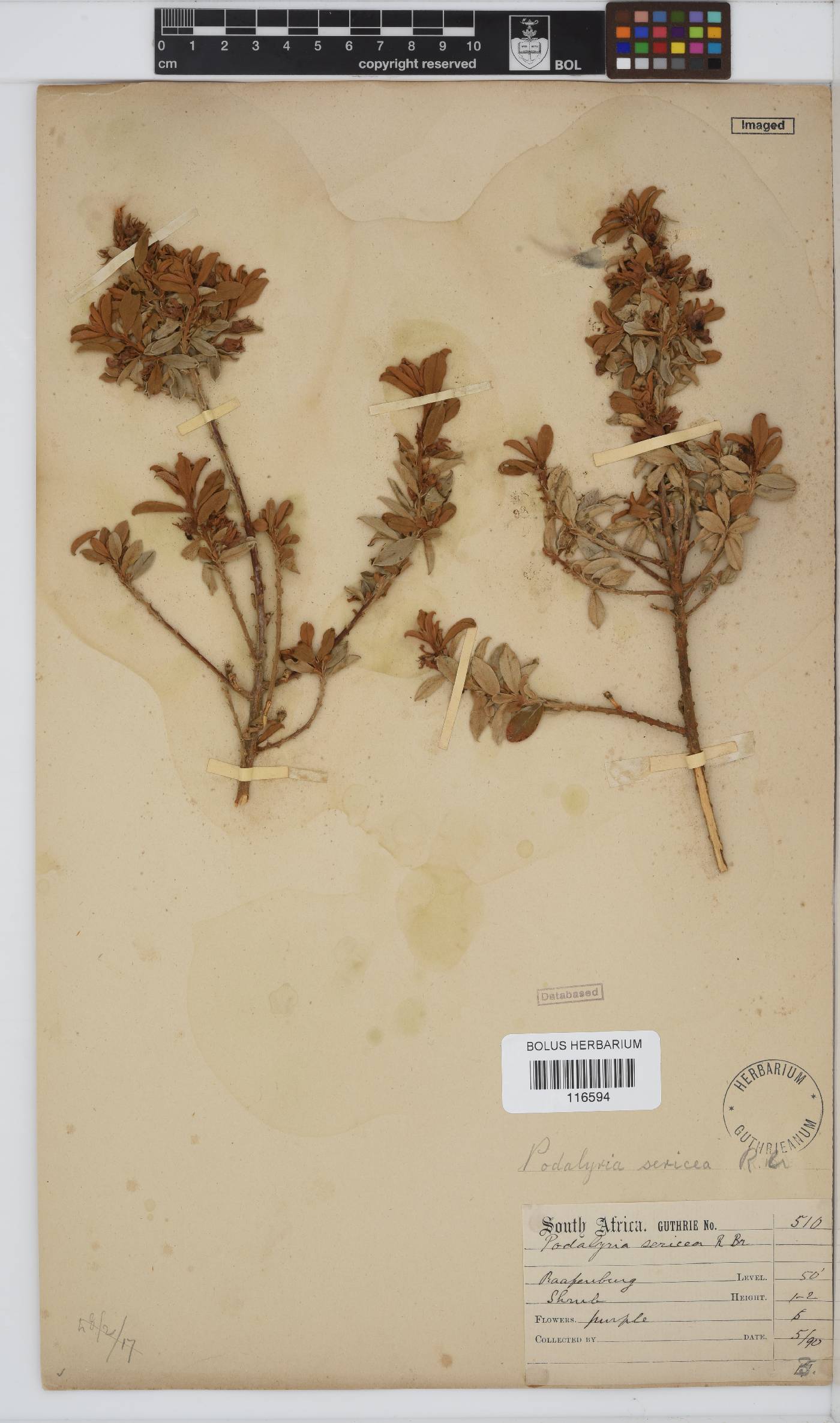 Podalyria sericea image