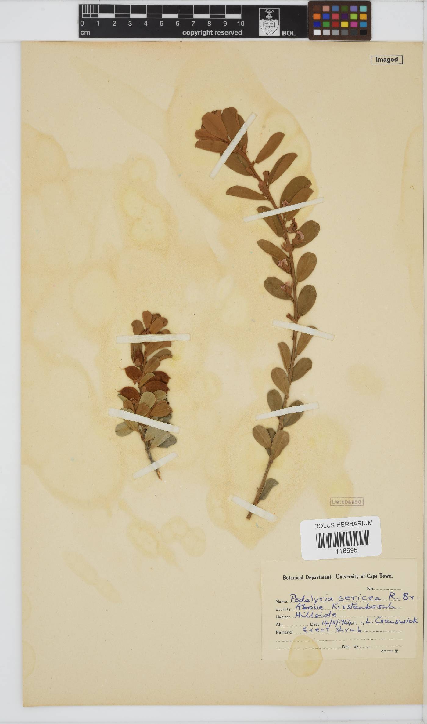 Leobordea adpressa subsp. adpressa image