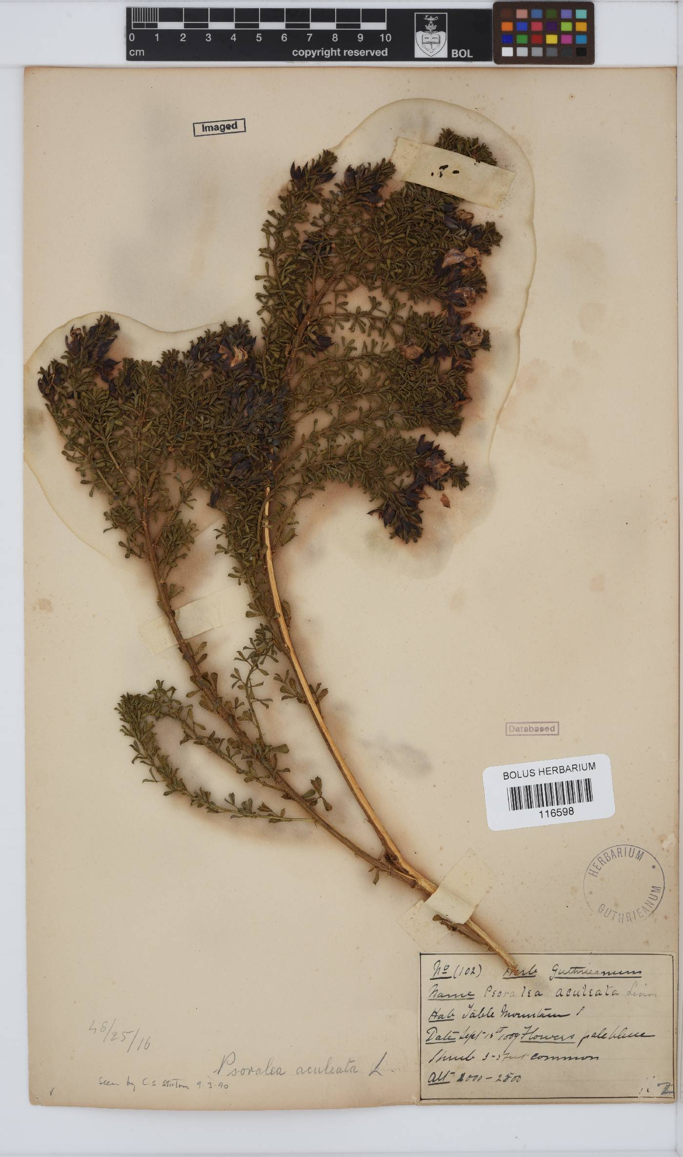 Psoralea aculeata image
