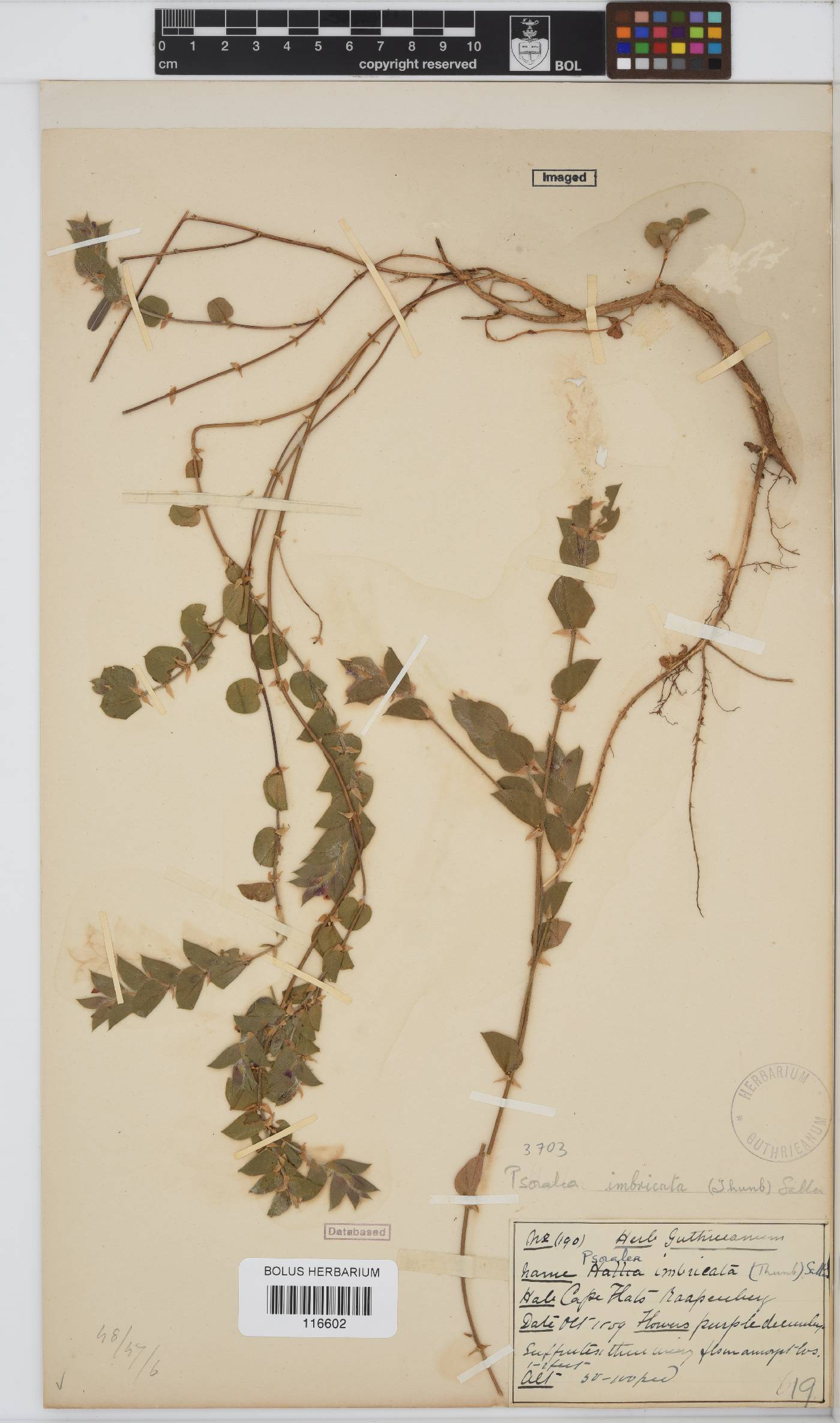 Psoralea imbricata image