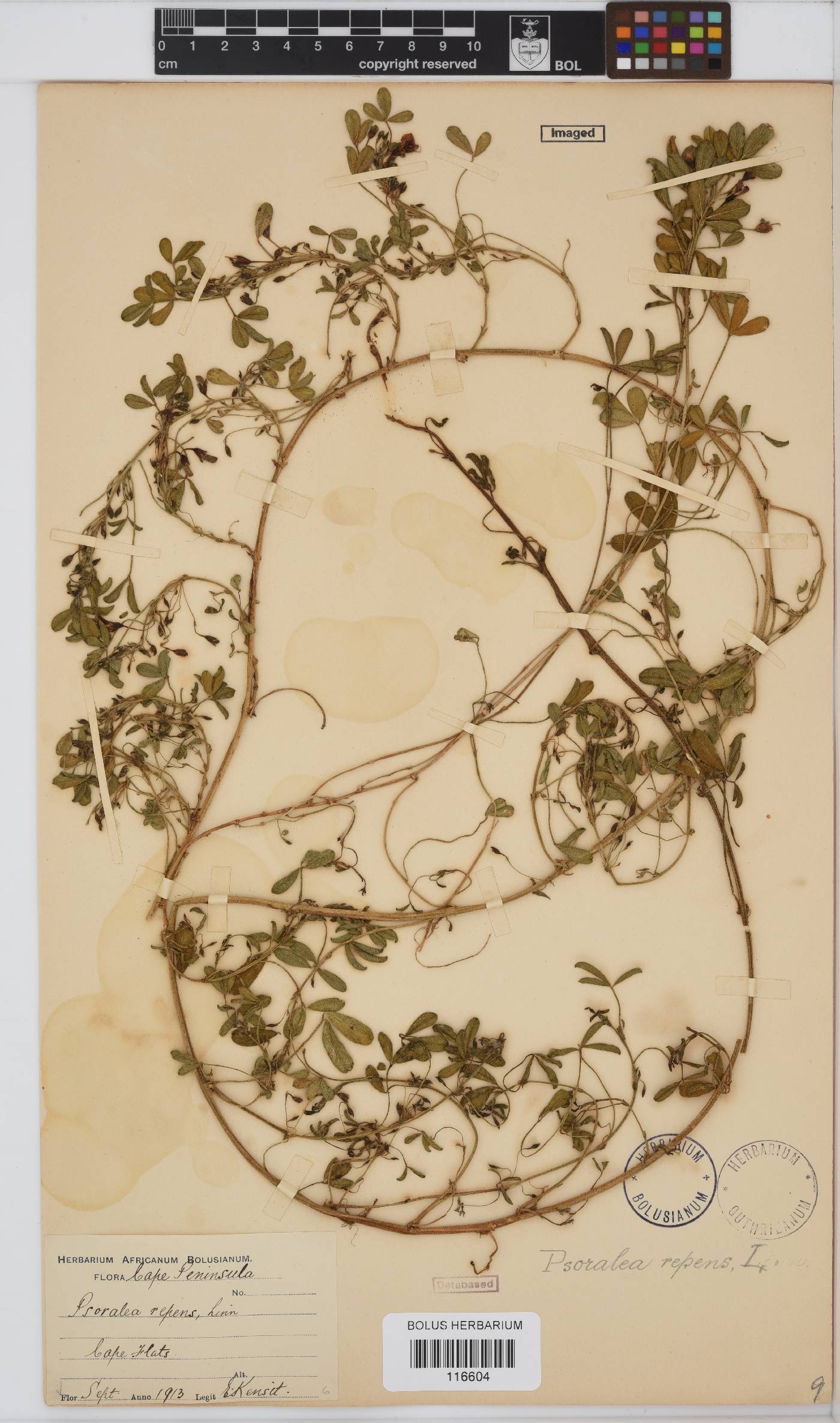 Psoralea repens image