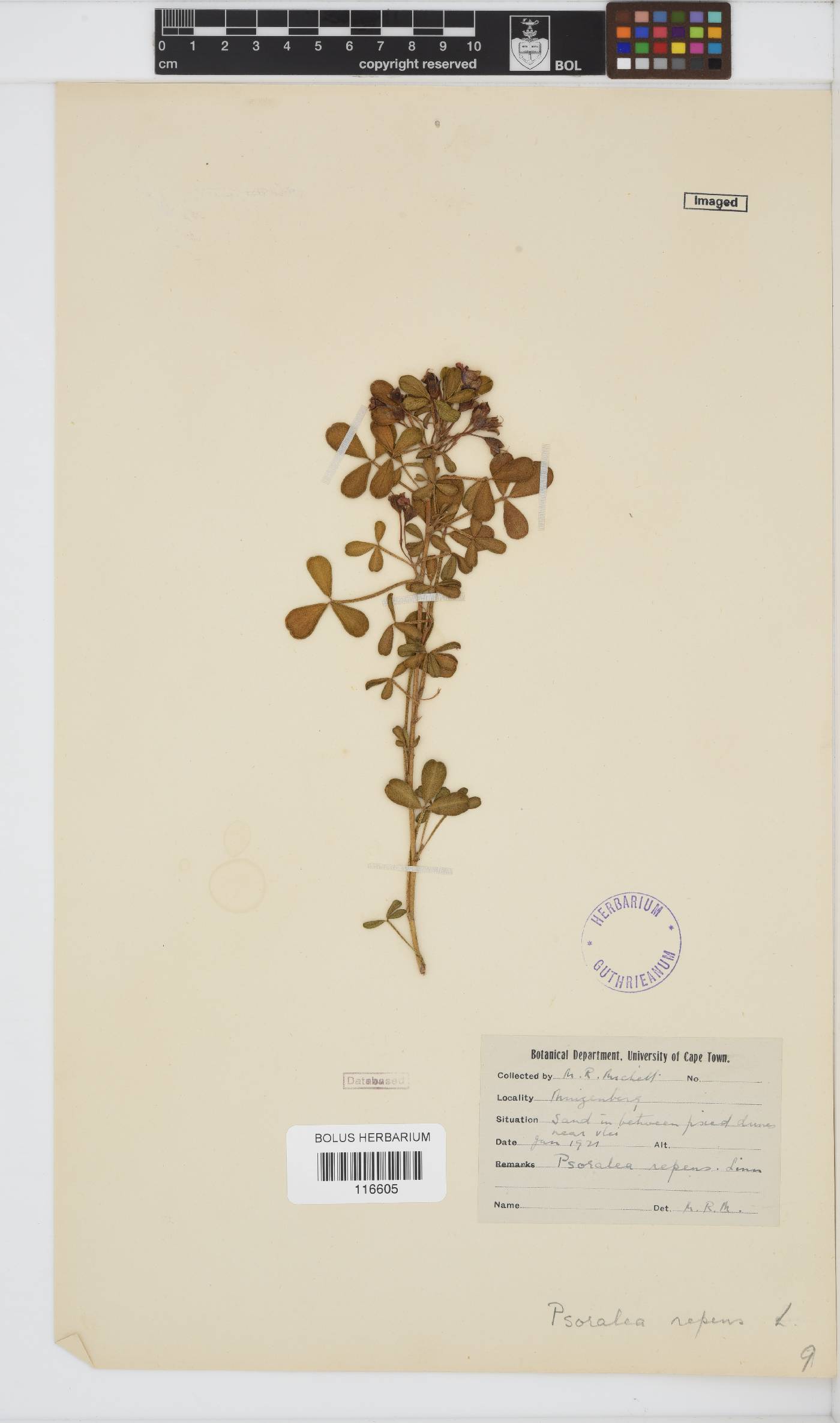 Psoralea repens image