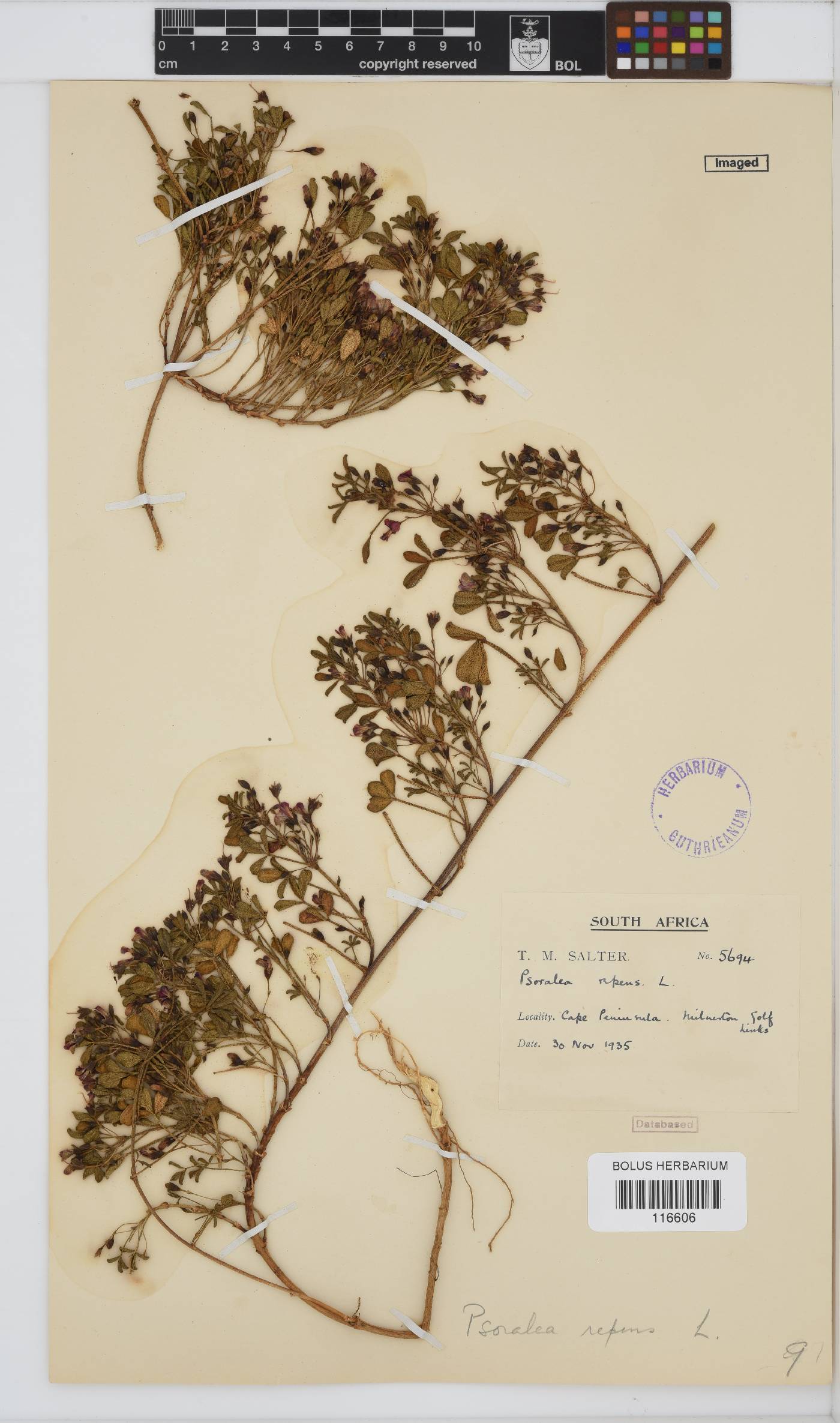 Psoralea repens image