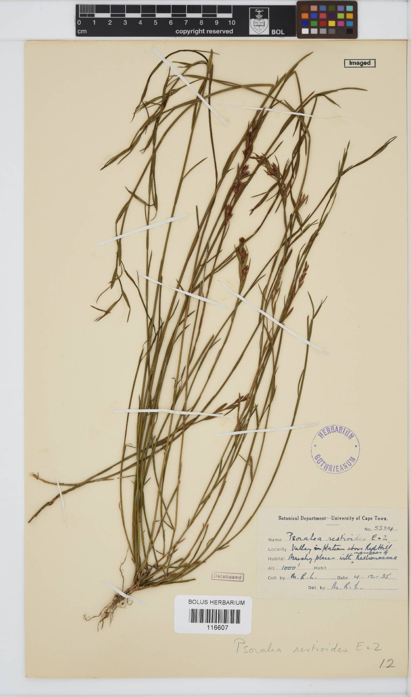 Psoralea restioides image