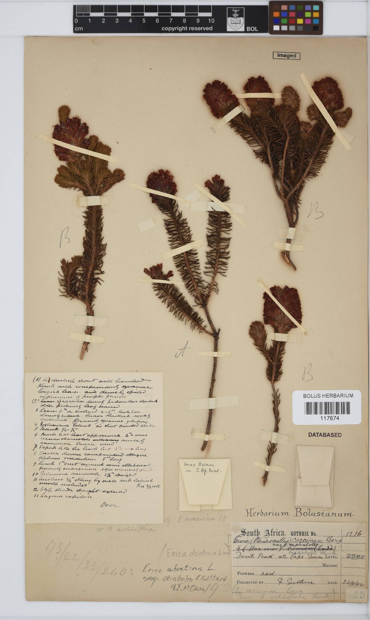 Erica abietina subsp. diabolis image