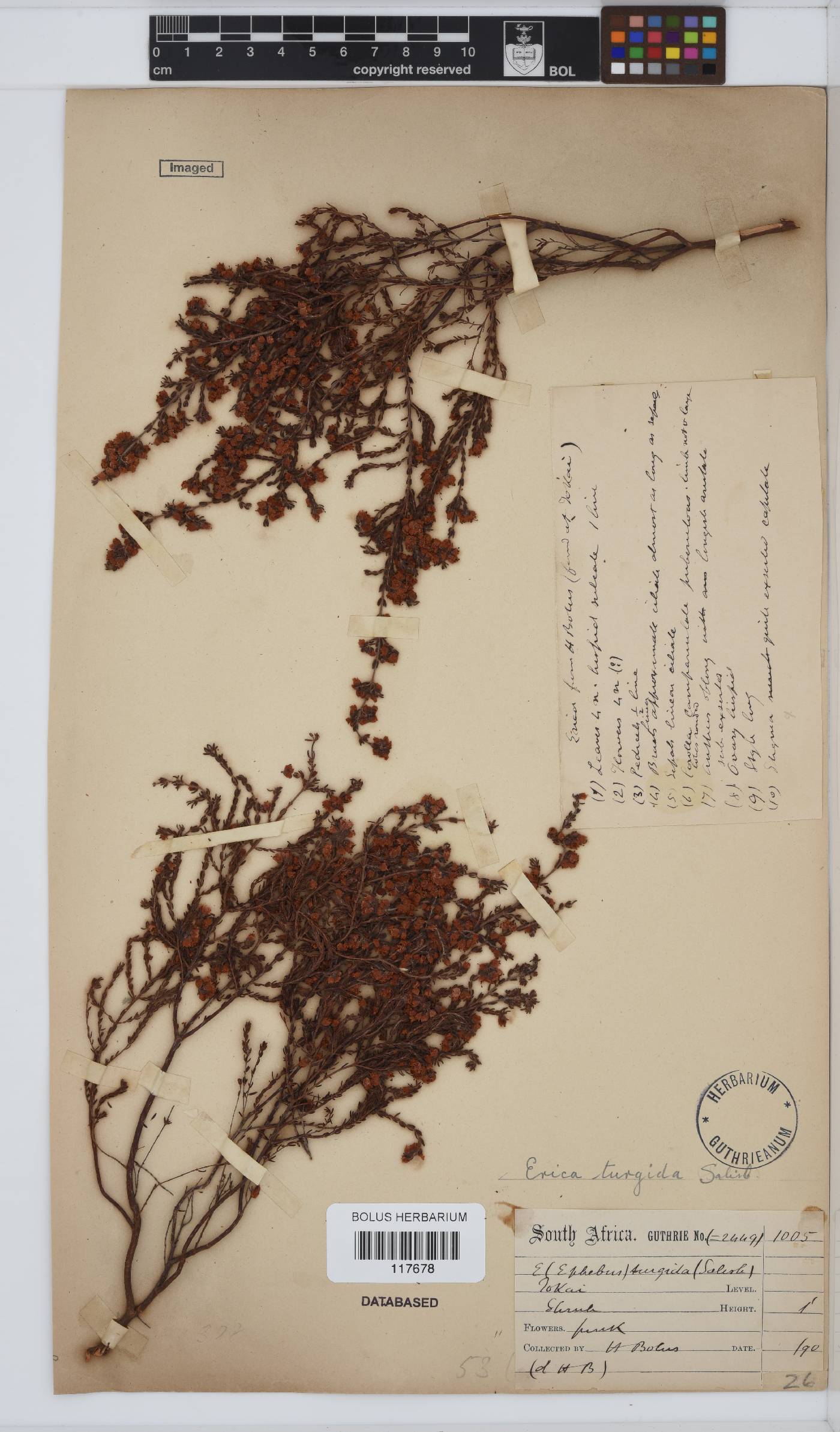 Erica turgida image