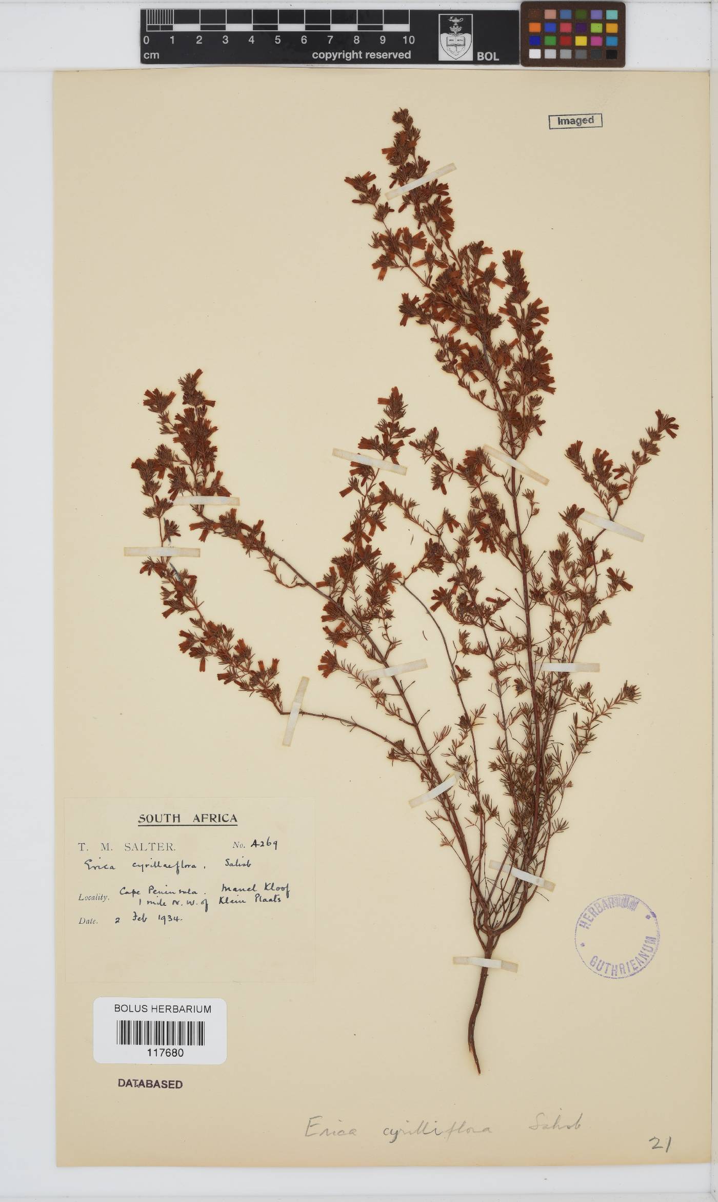 Erica cyrilliflora image