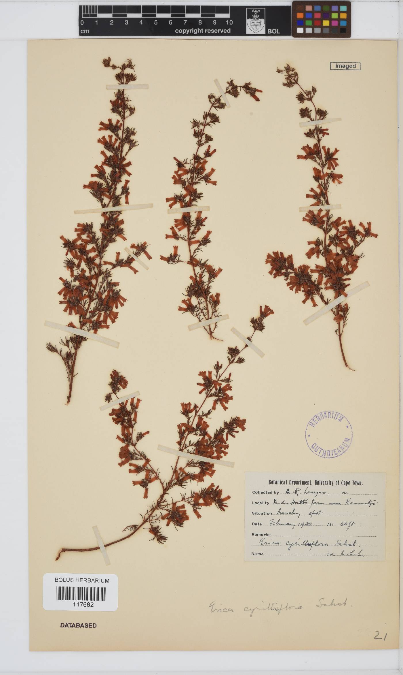 Erica cyrilliflora image