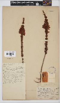 Erica viscaria subsp. pustulata image