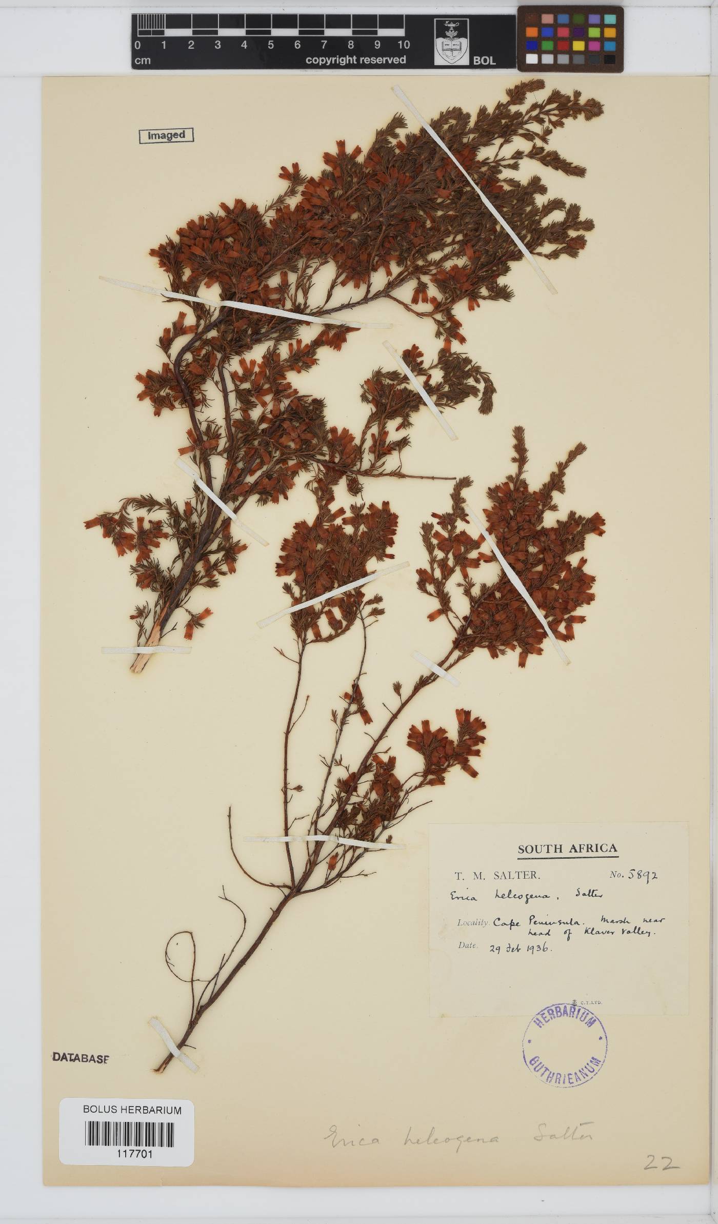 Erica heleogena image