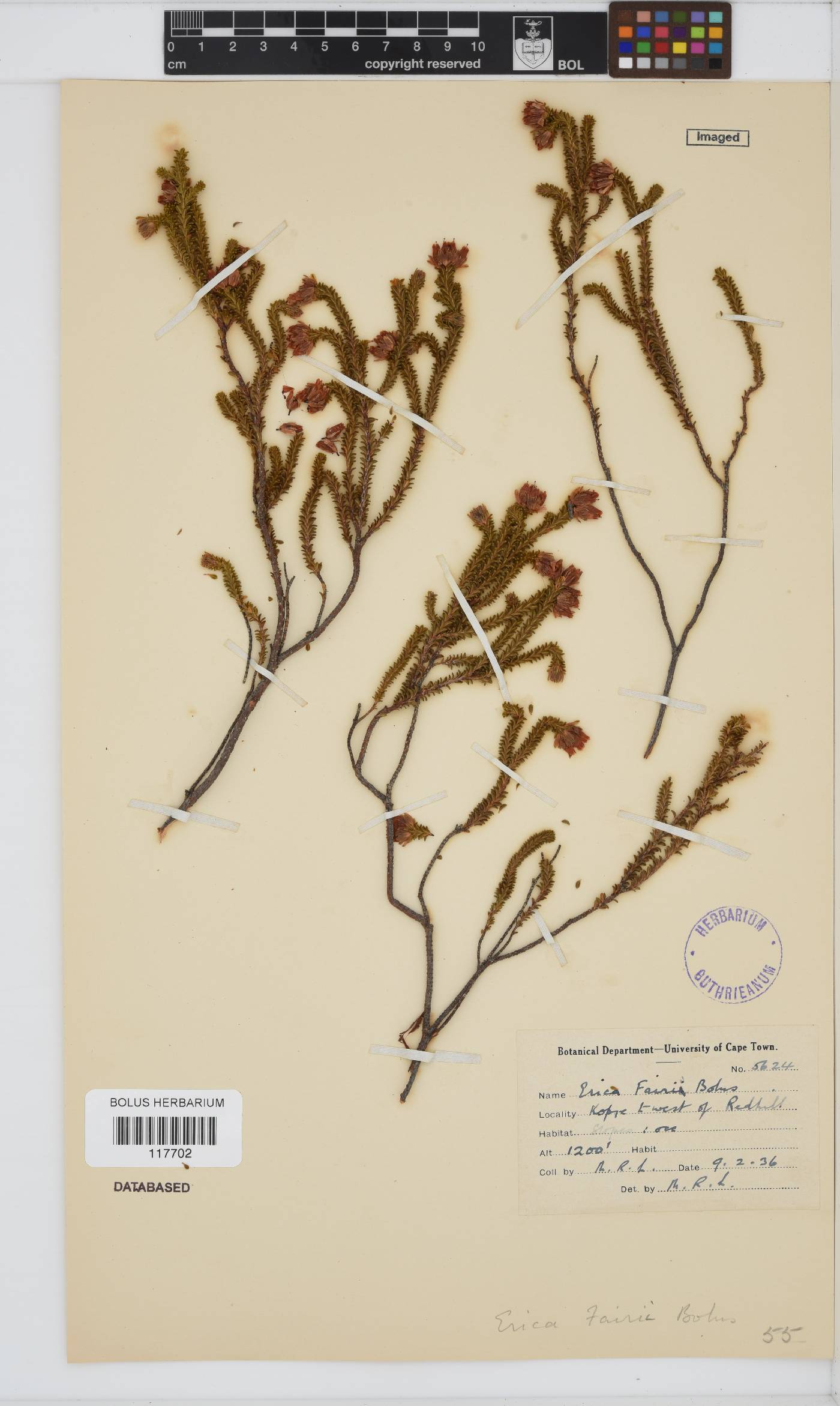 Erica fairii image