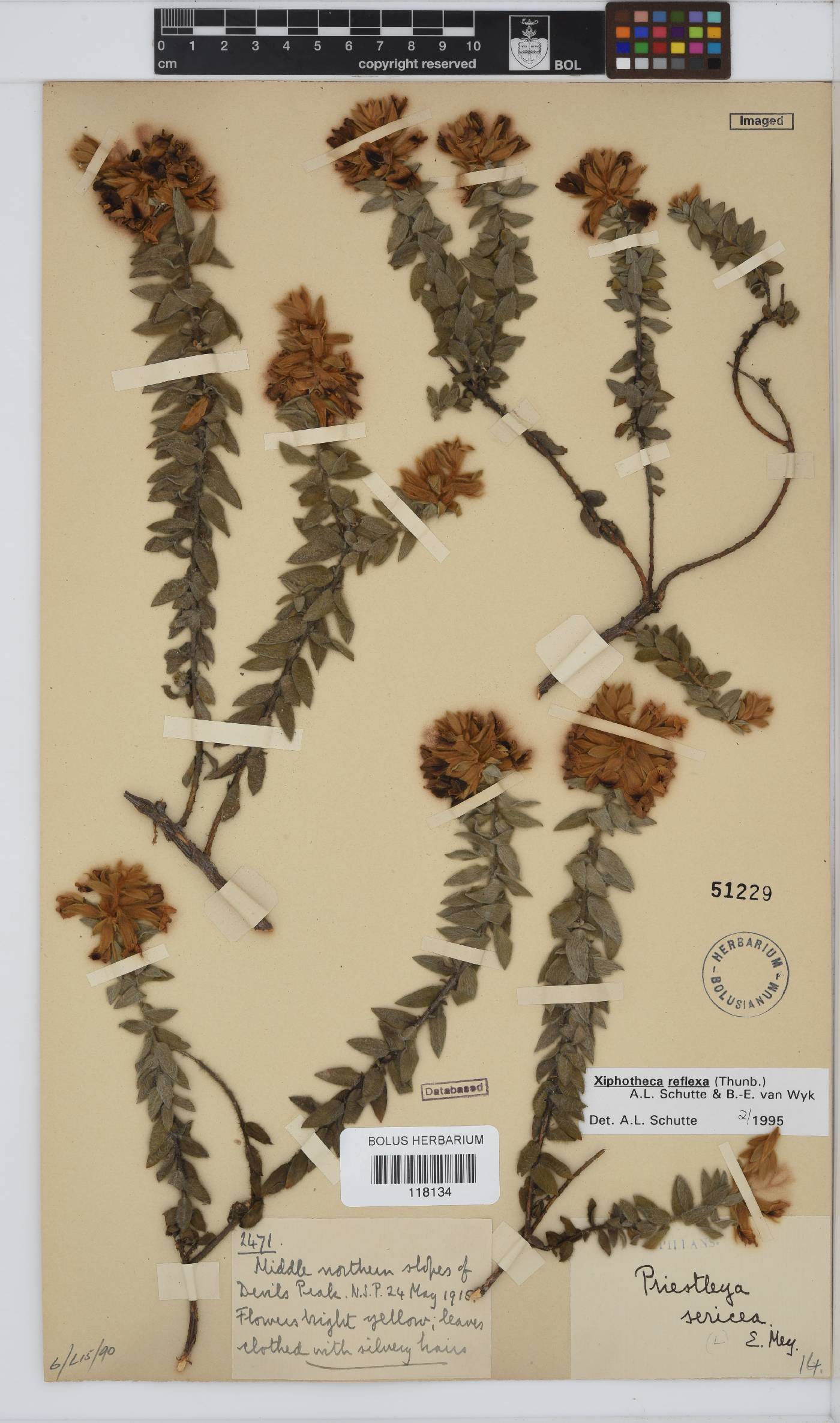 Xiphotheca image