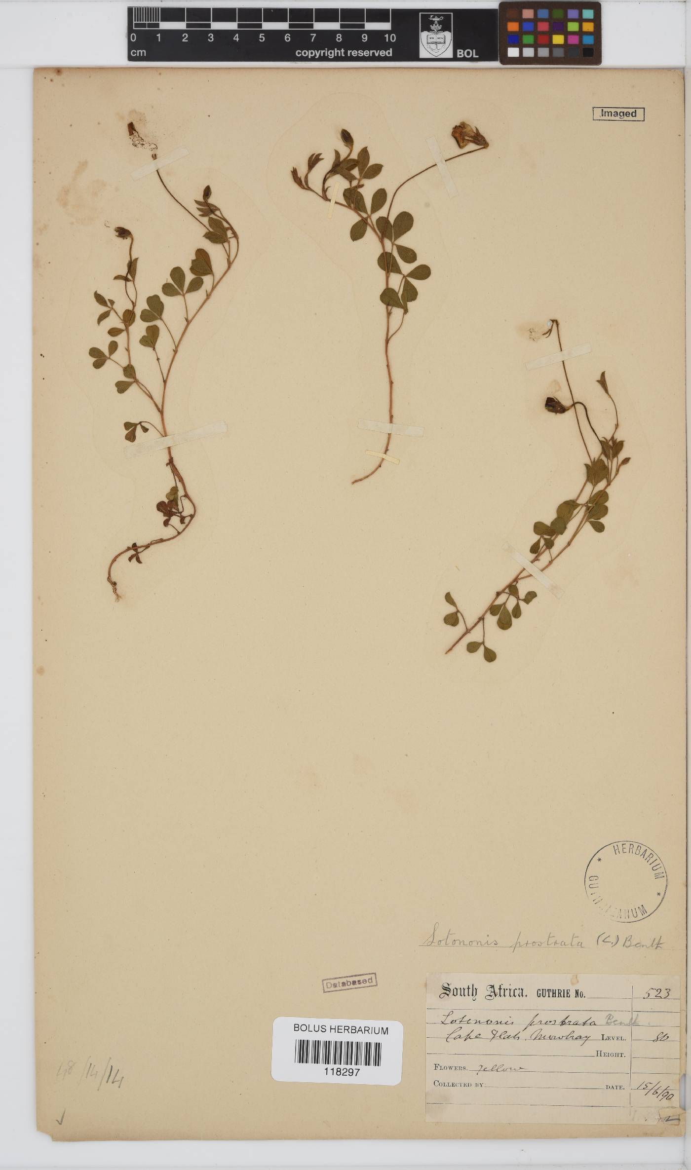 Lotononis prostrata image
