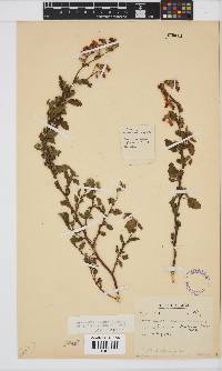 Image of Hermannia rugosa