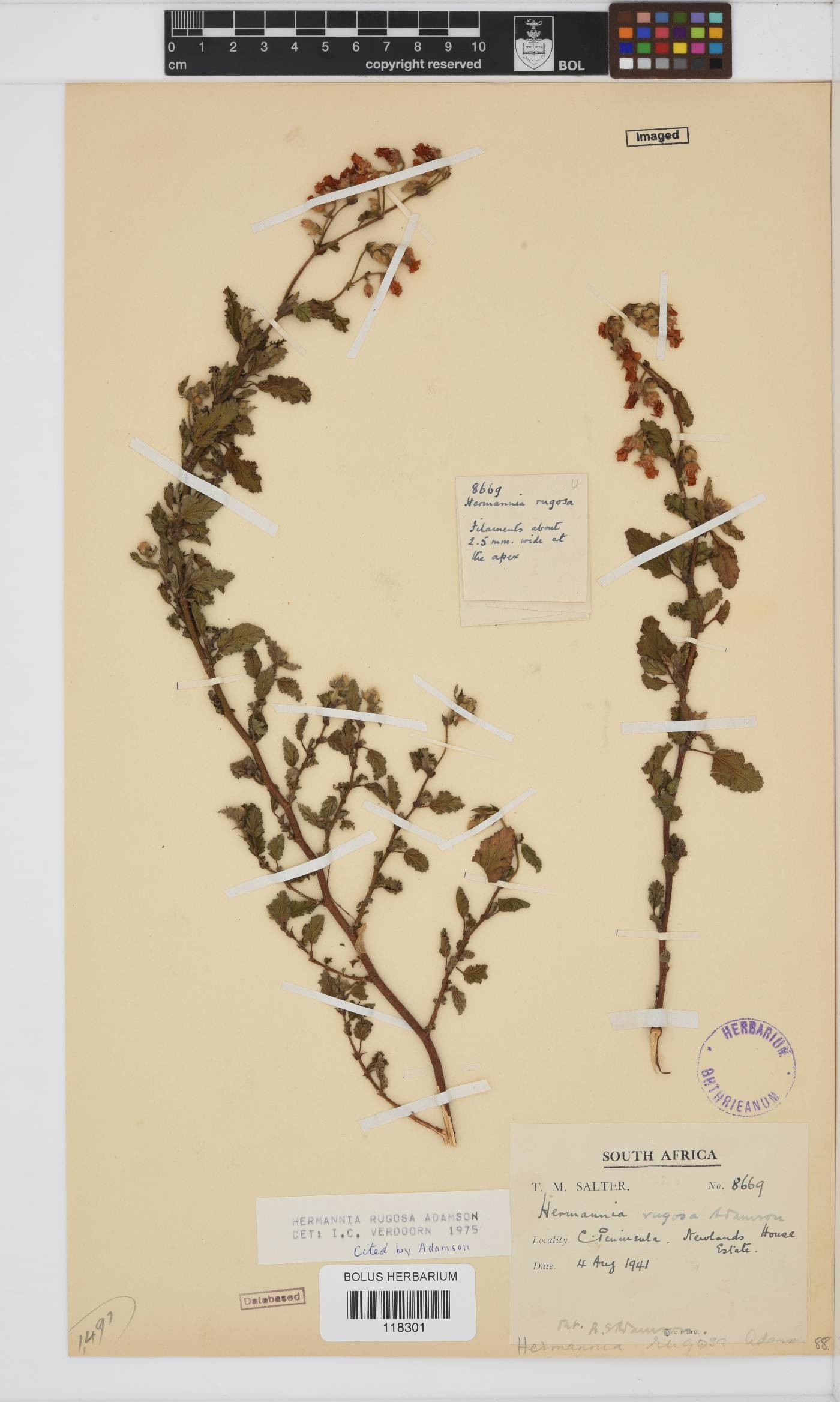 Hermannia rugosa image