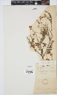 Hermannia rugosa image