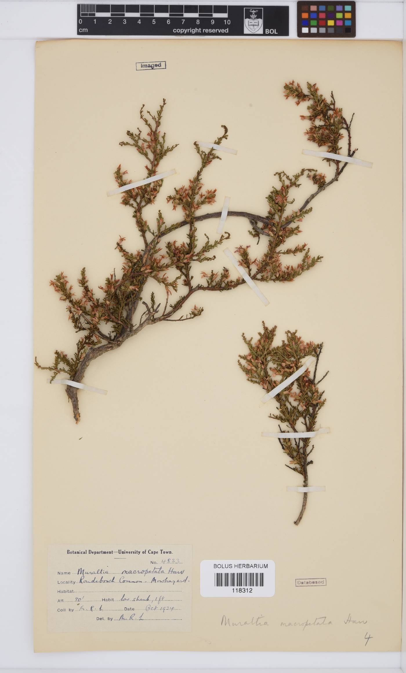 Muraltia macropetala image