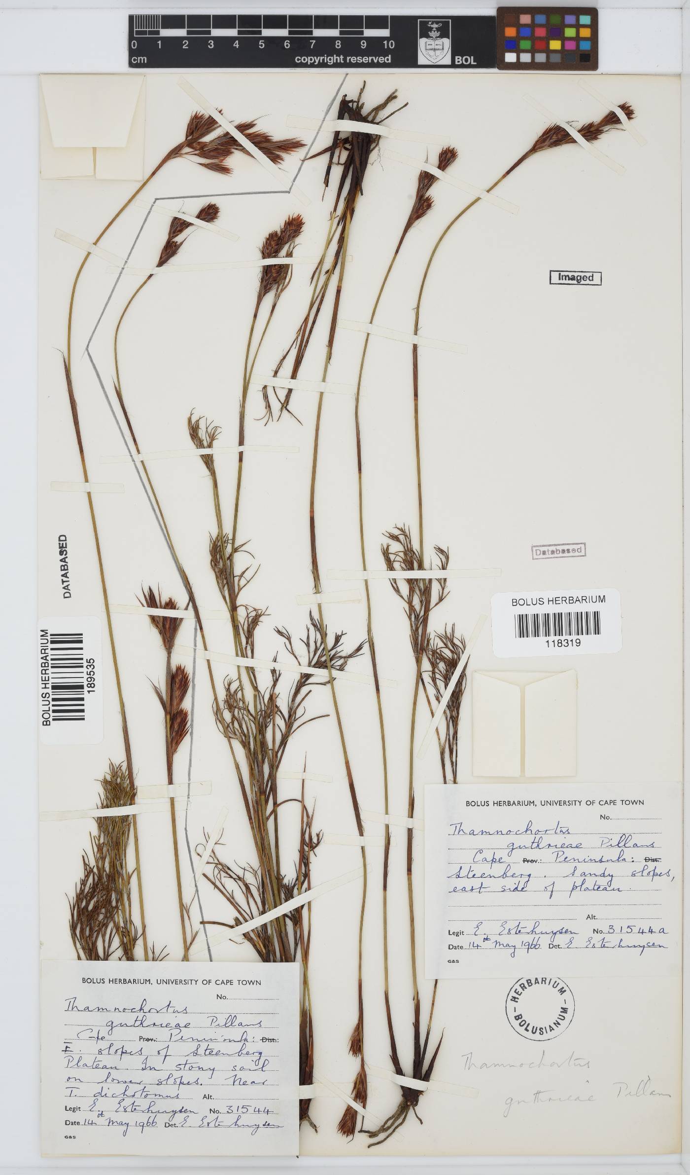 Thamnochortus guthrieae image