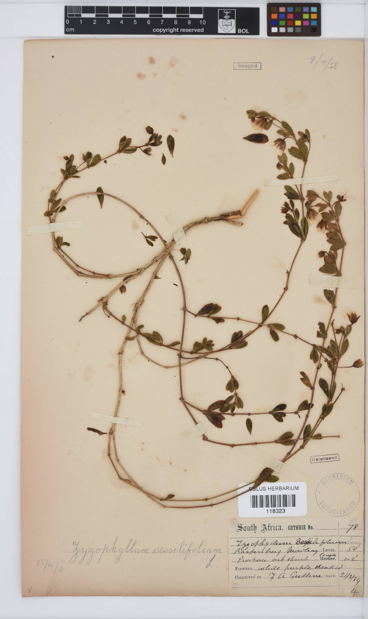 Roepera sessilifolia image