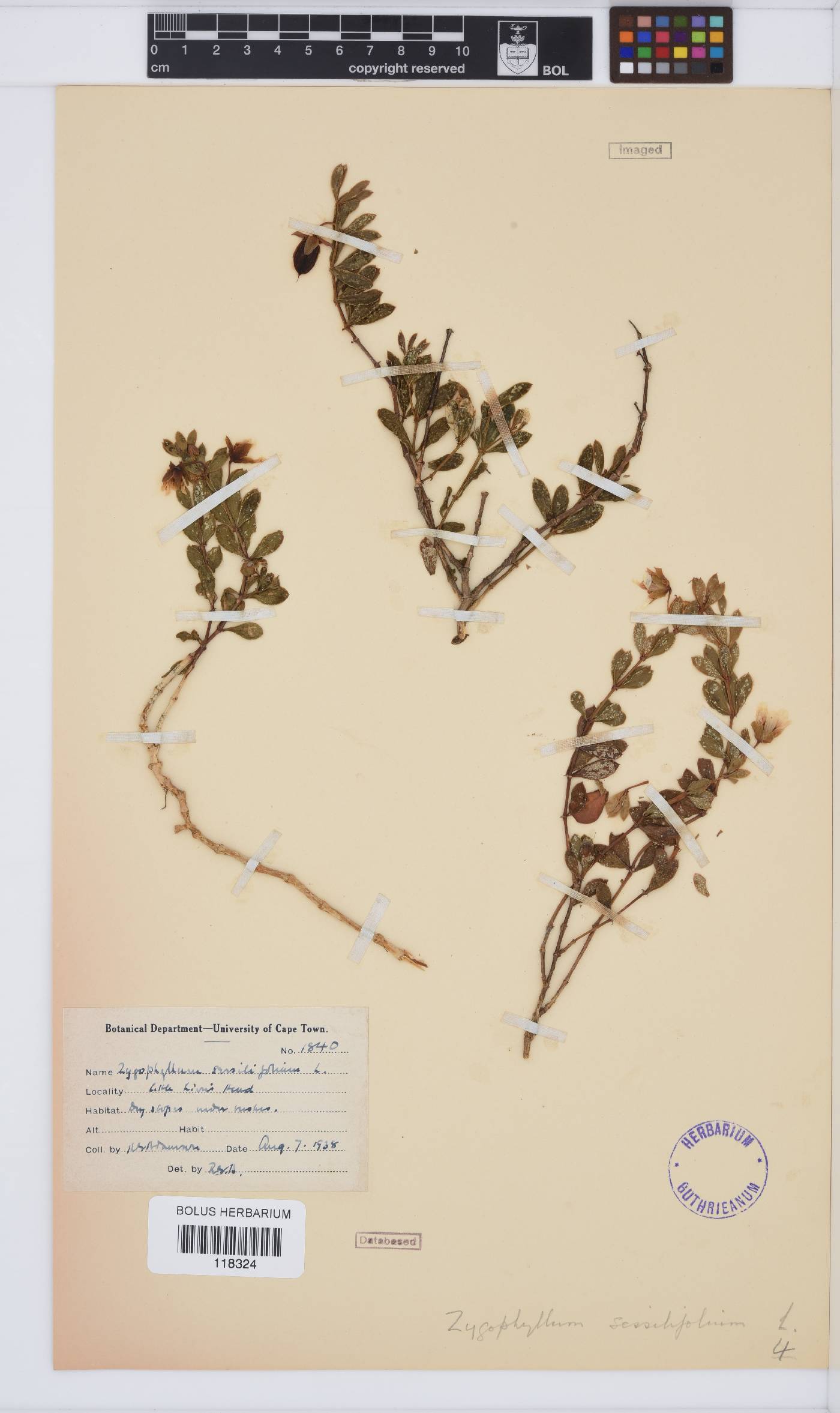 Roepera sessilifolia image