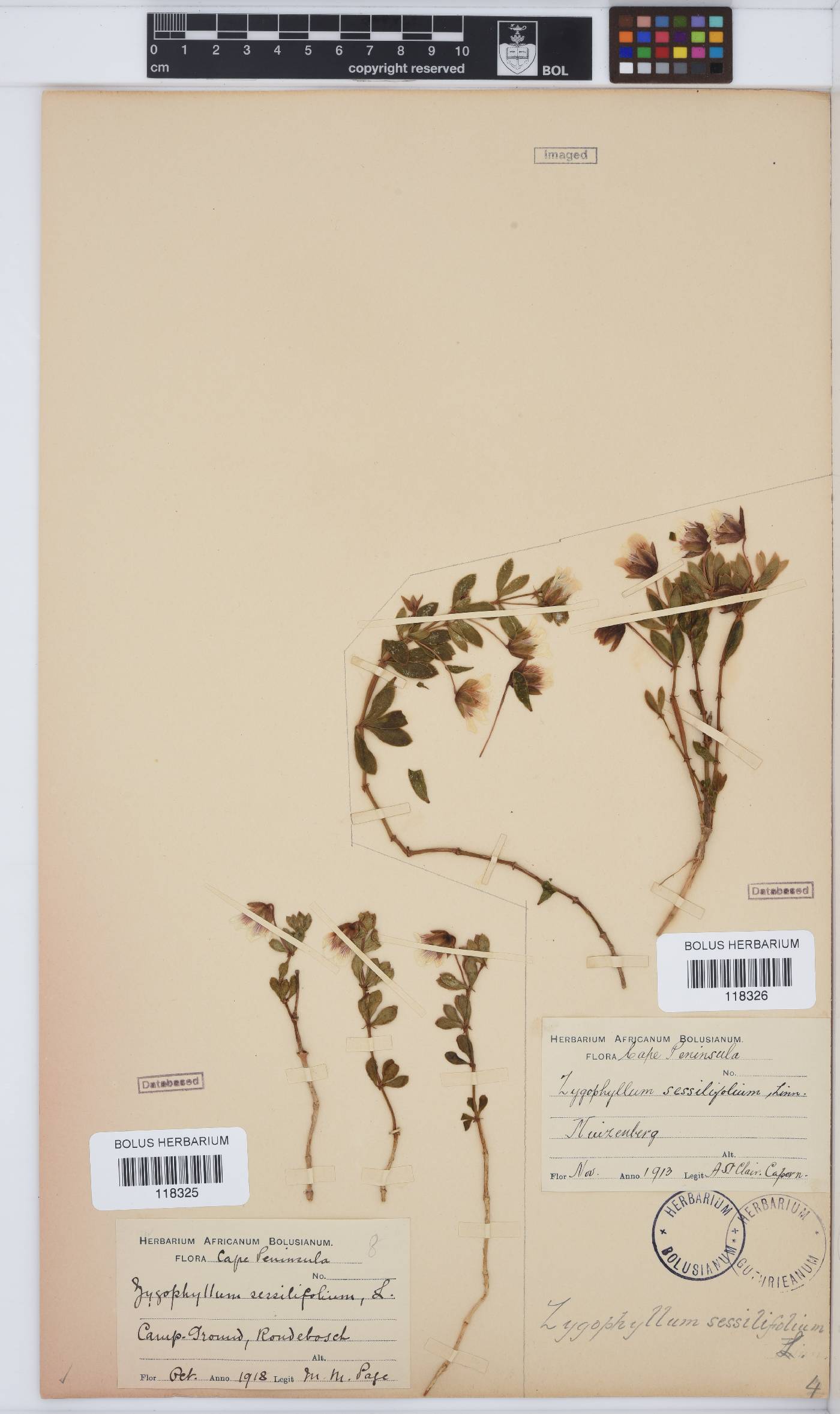 Roepera sessilifolia image