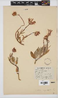 Image of Arctotis angustifolia