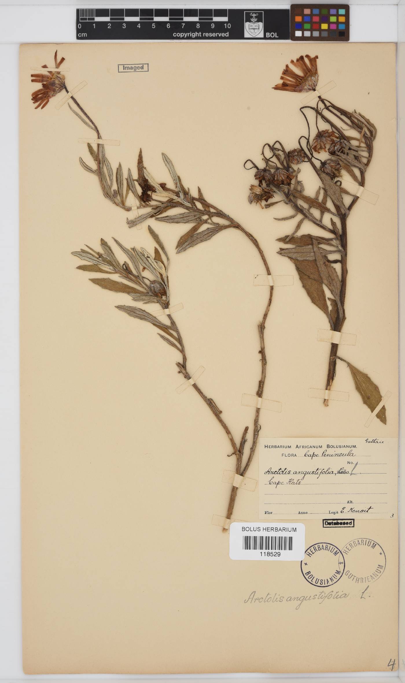 Arctotis angustifolia image