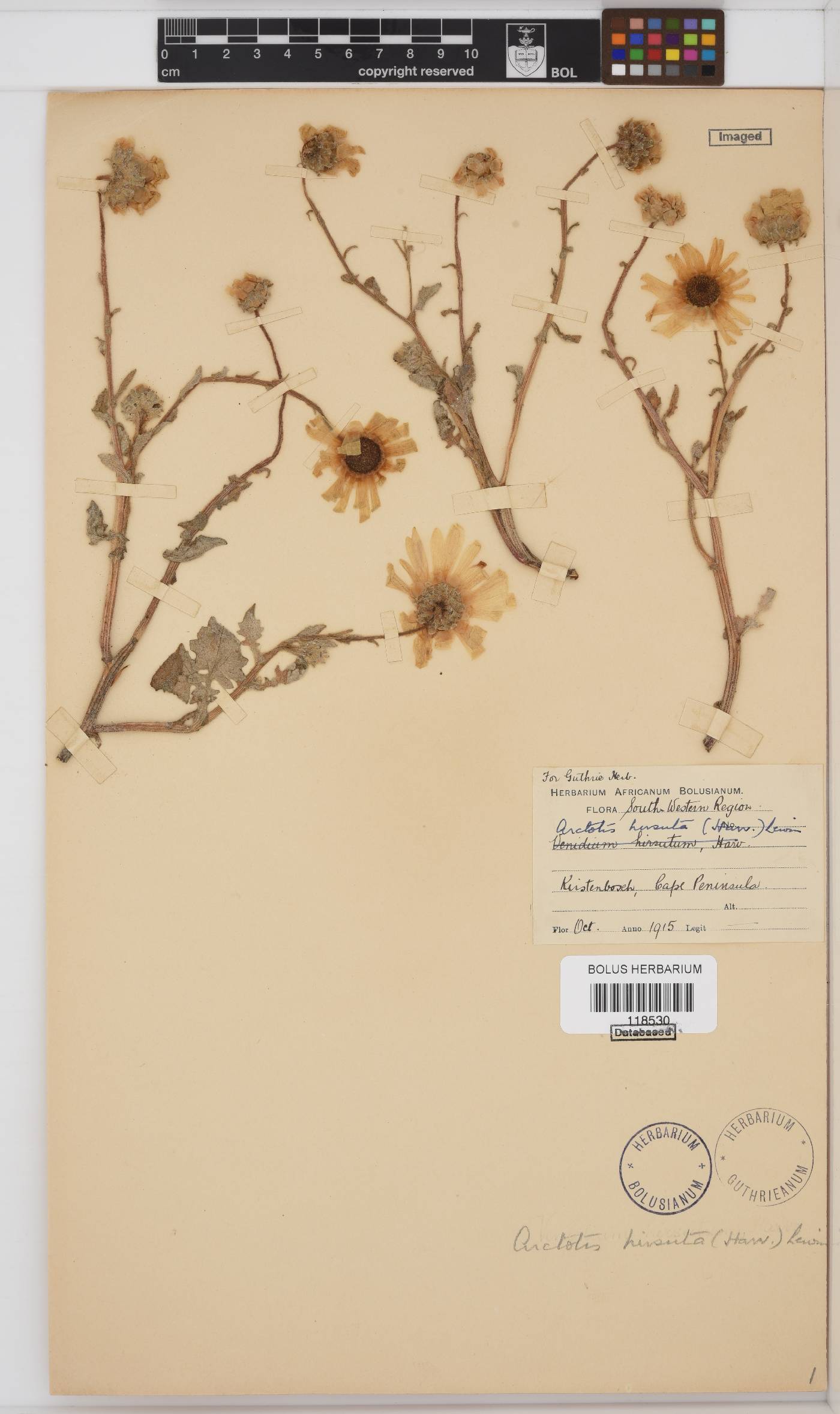 Arctotis hirsuta image
