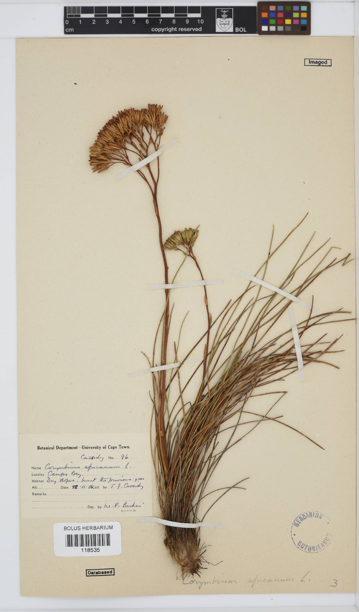 Corymbium africanum subsp. scabridum image