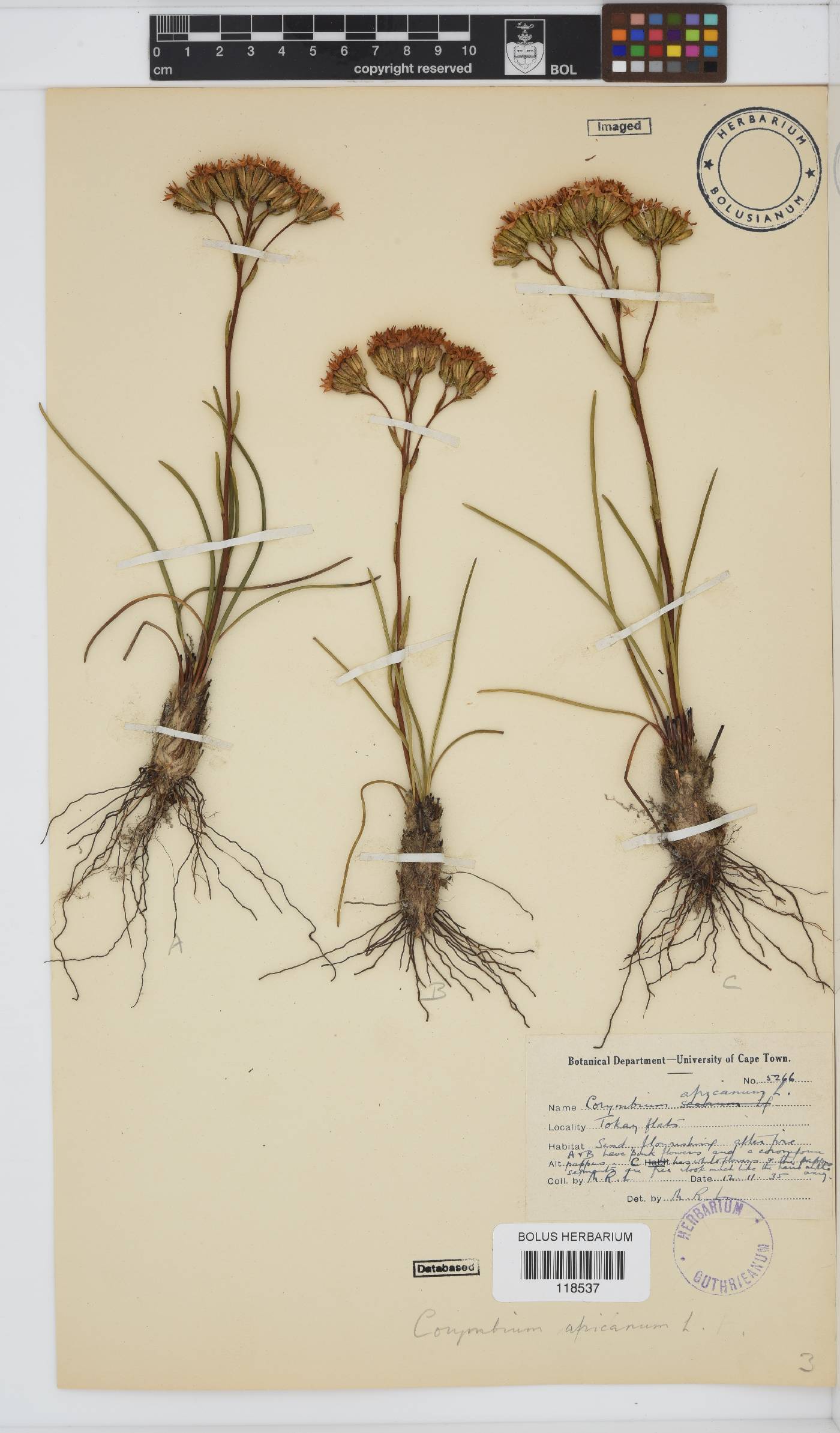 Corymbium africanum var. scabridum image