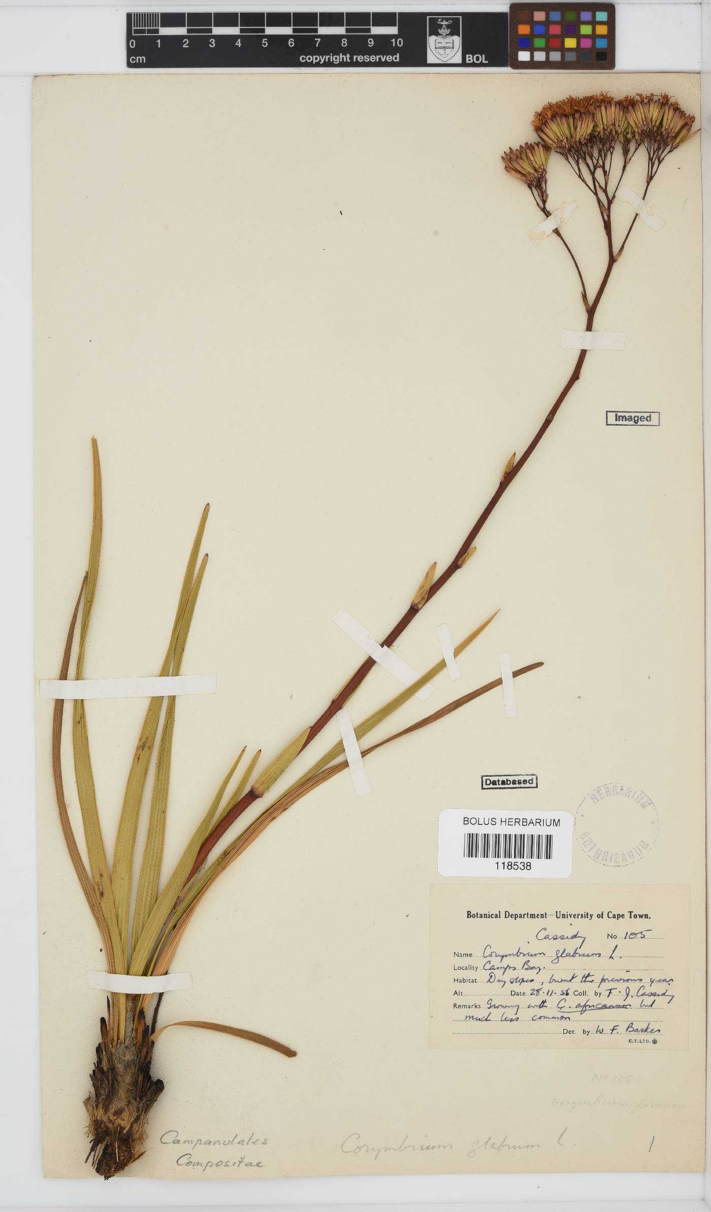 Corymbium glabrum var. glabrum image