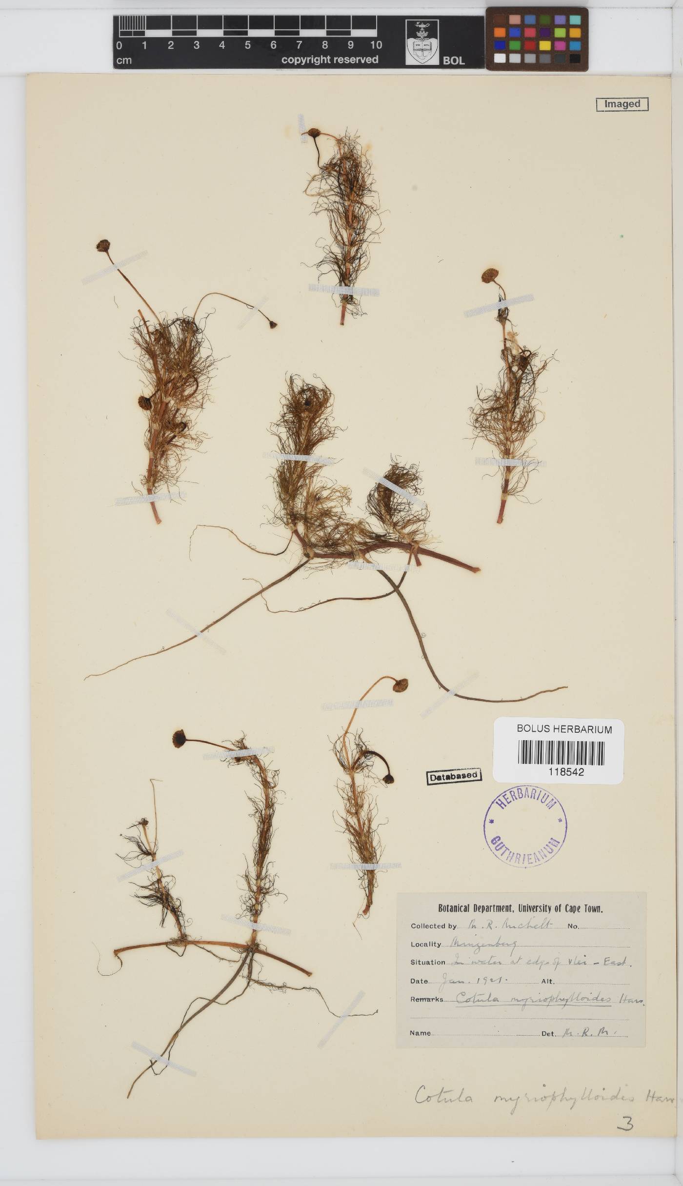 Cotula myriophylloides image