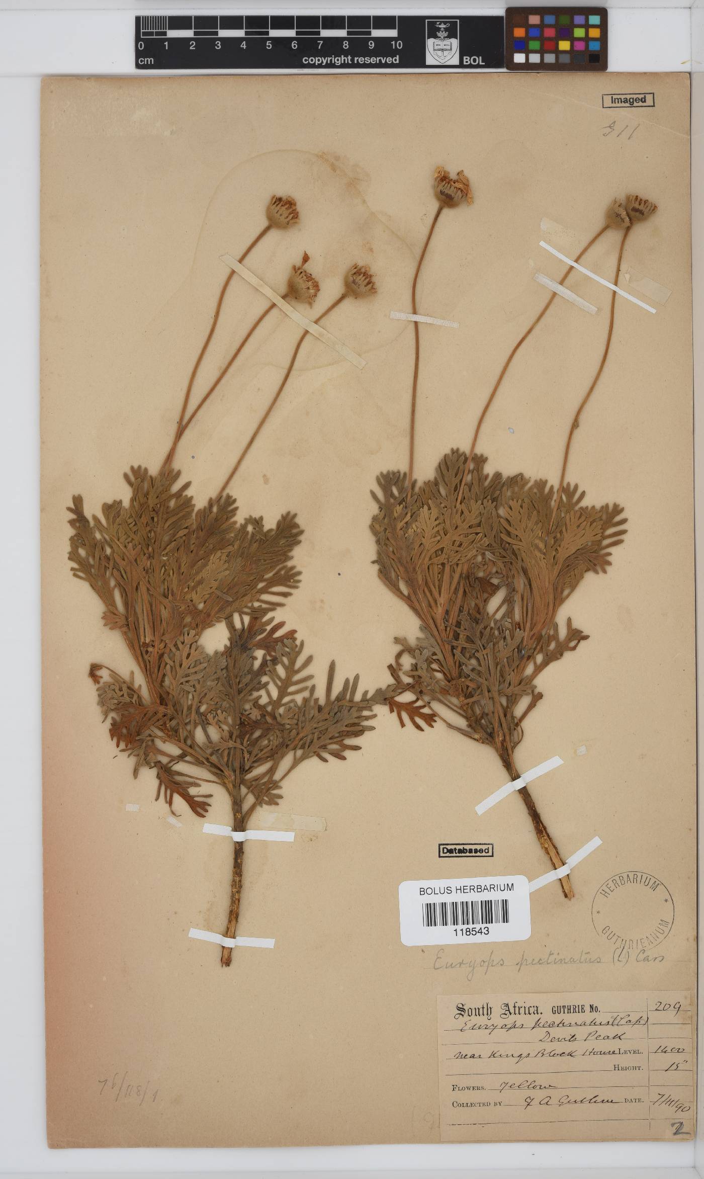 Euryops pectinatus subsp. lobulatus image