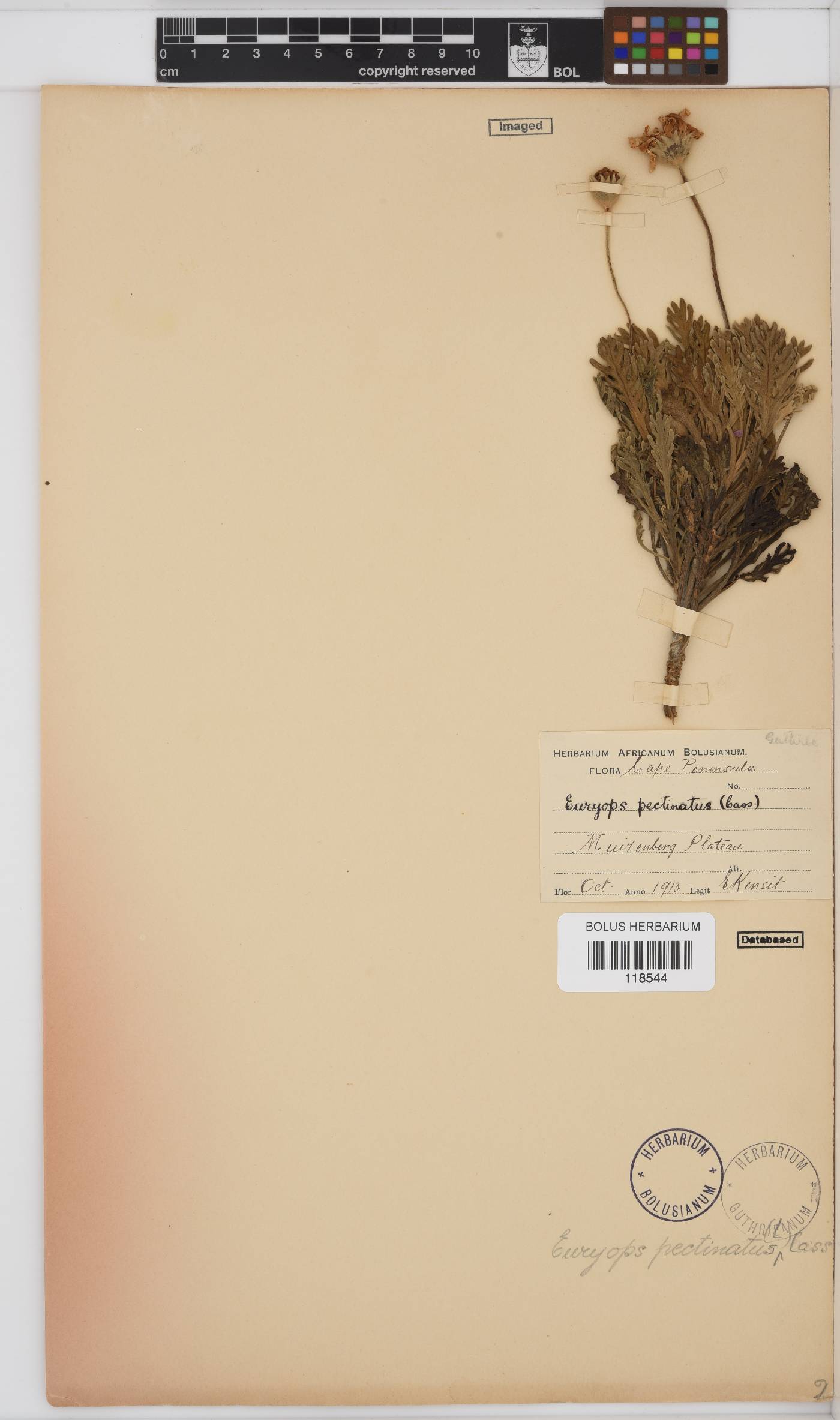 Euryops pectinatus subsp. lobulatus image