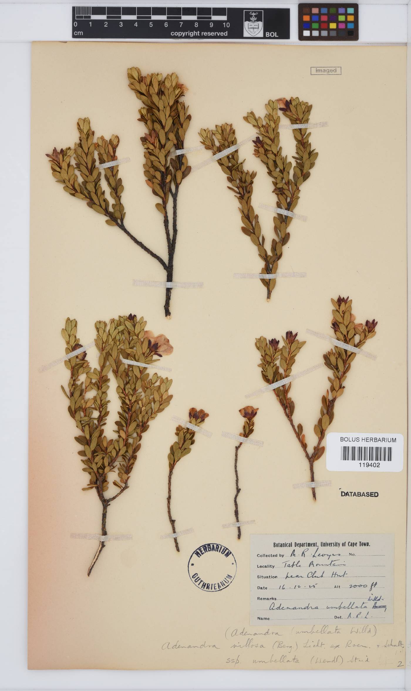 Adenandra villosa subsp. umbellata image