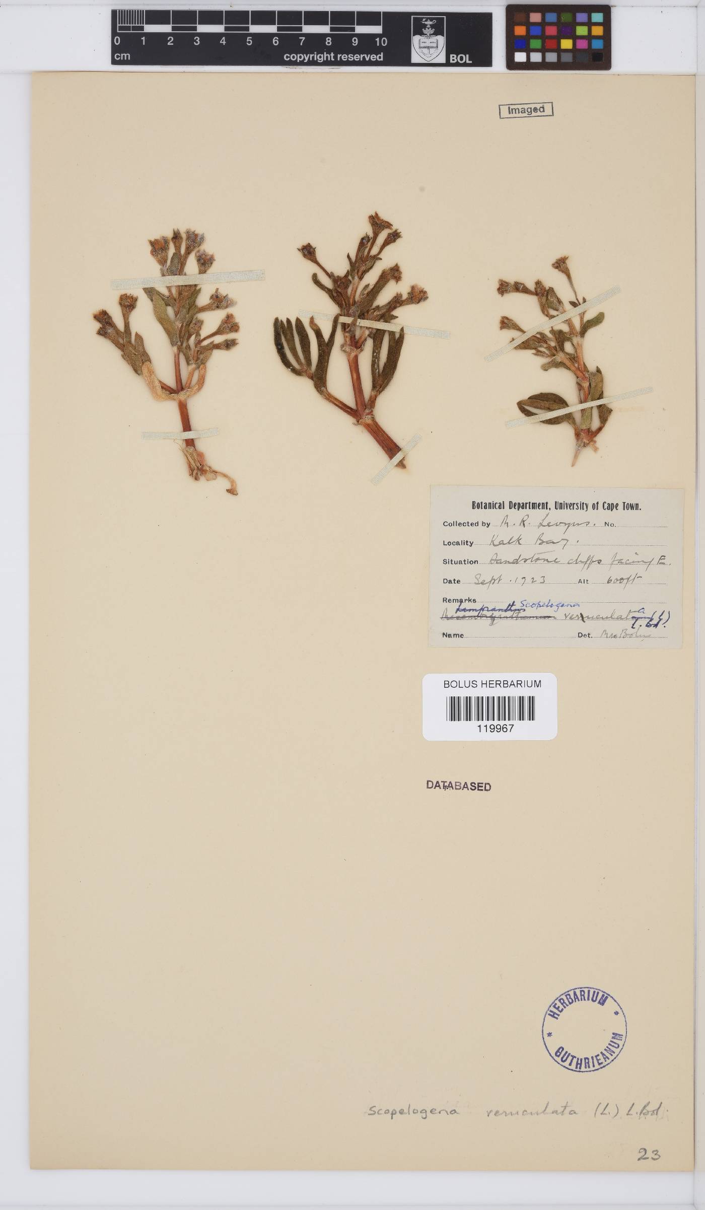 Scopelogena verruculata image