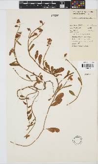Hermannia procumbens subsp. procumbens image