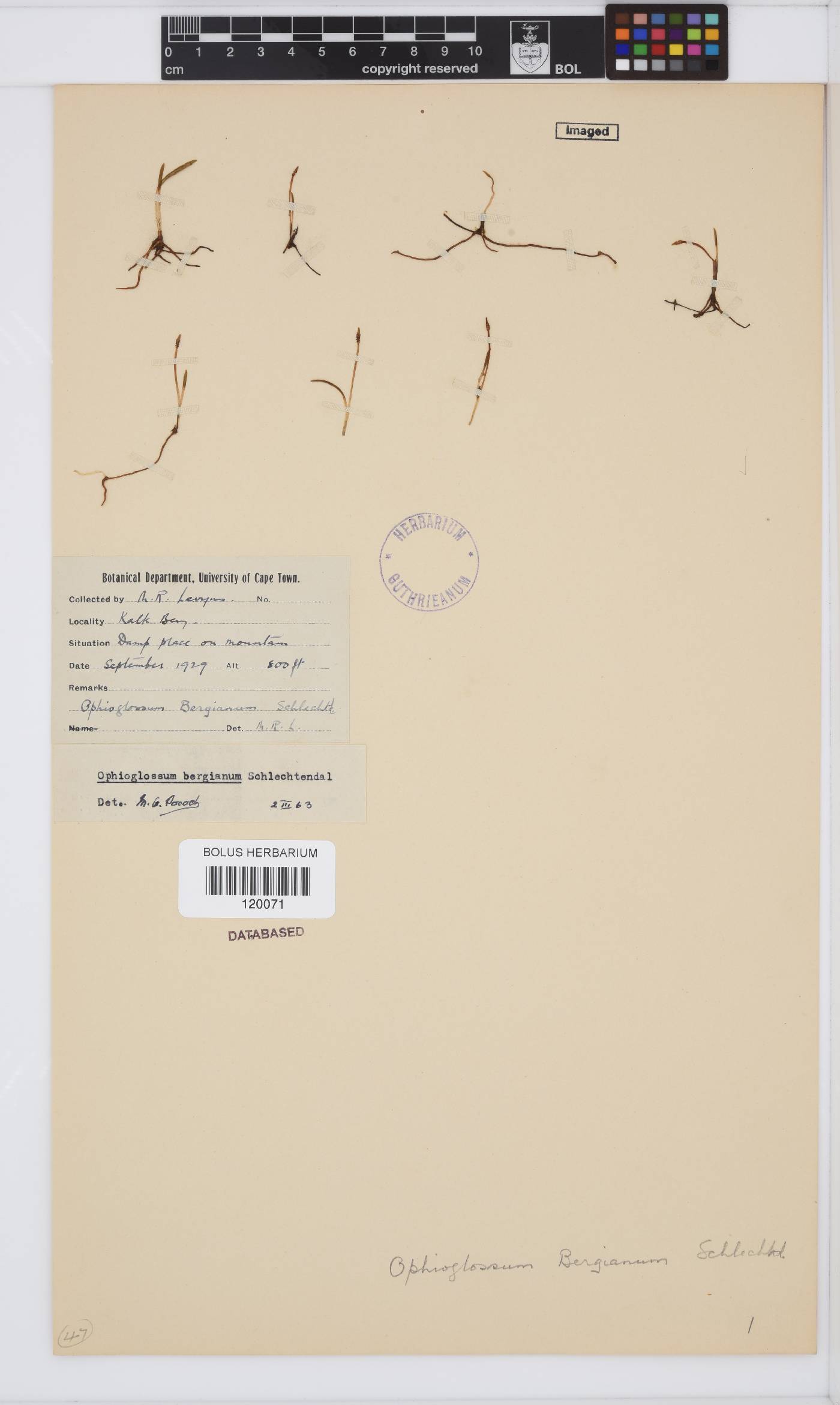 Ophioglossum bergianum image