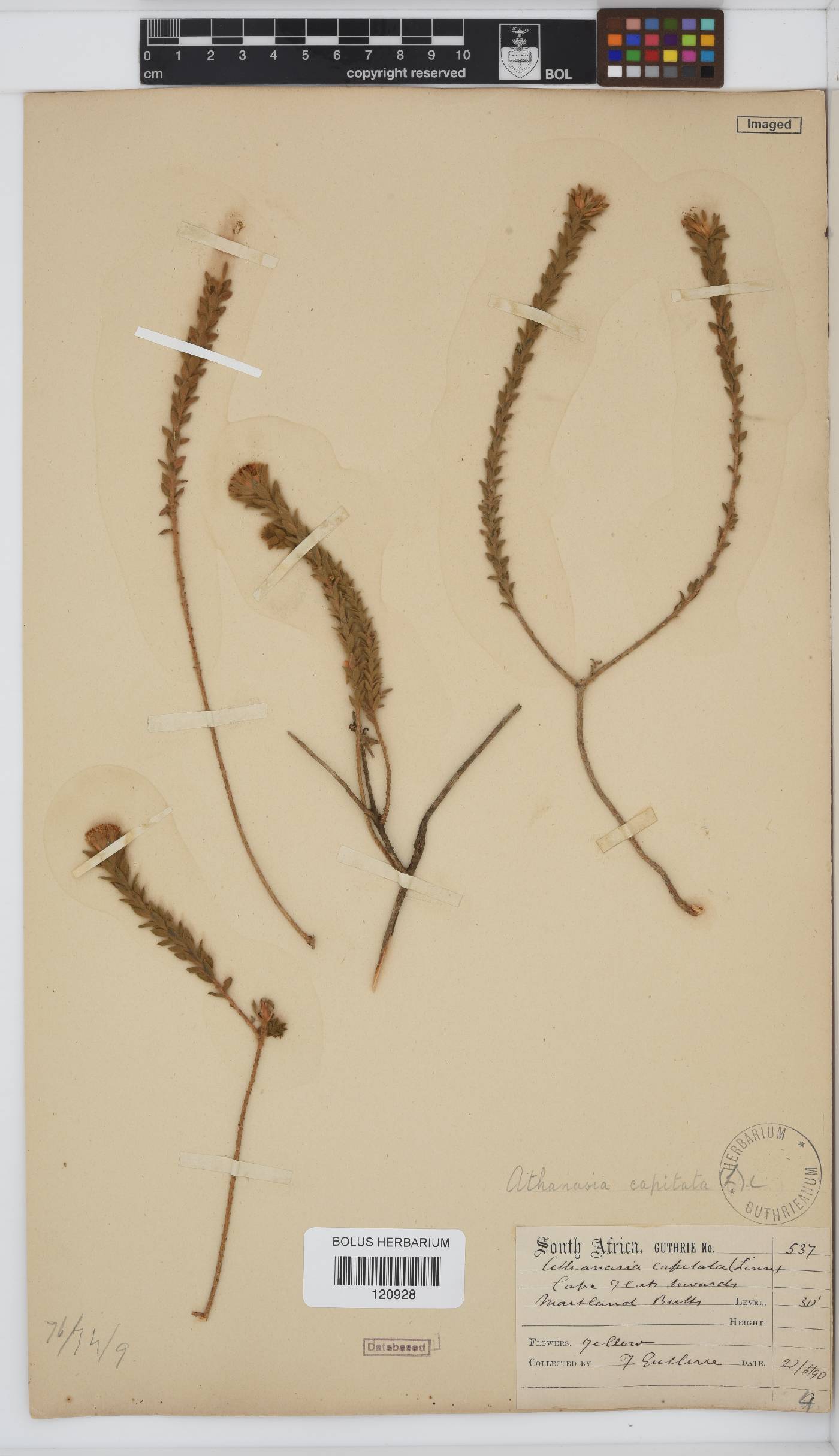 Athanasia capitata image