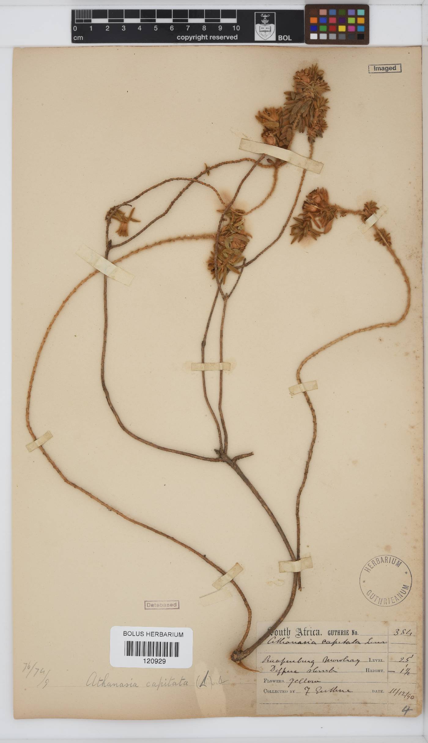 Athanasia capitata image