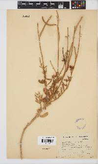 Image of Heliophila cinerea