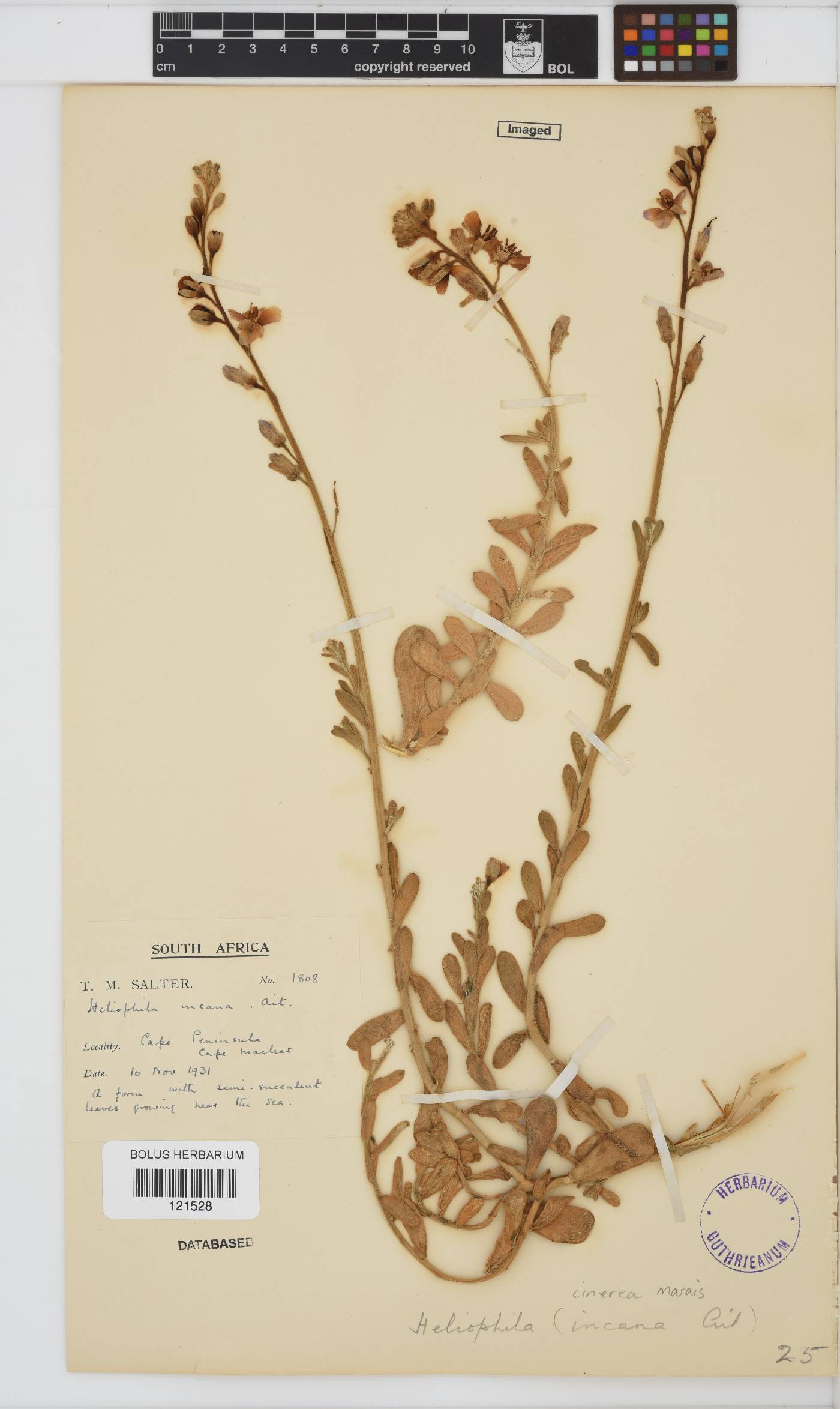 Heliophila cinerea image