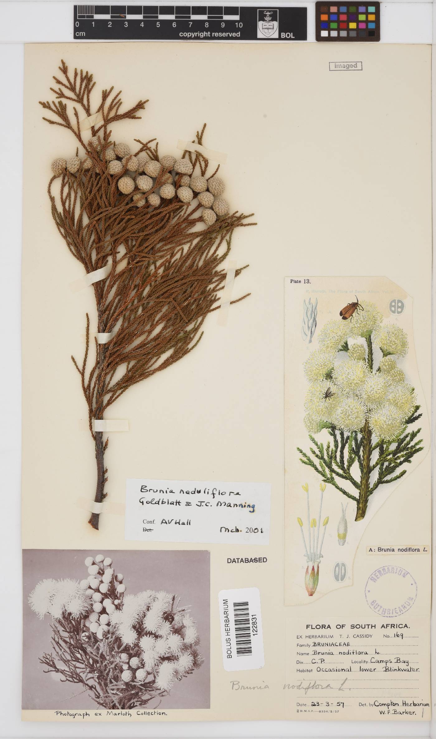 Bruniaceae image