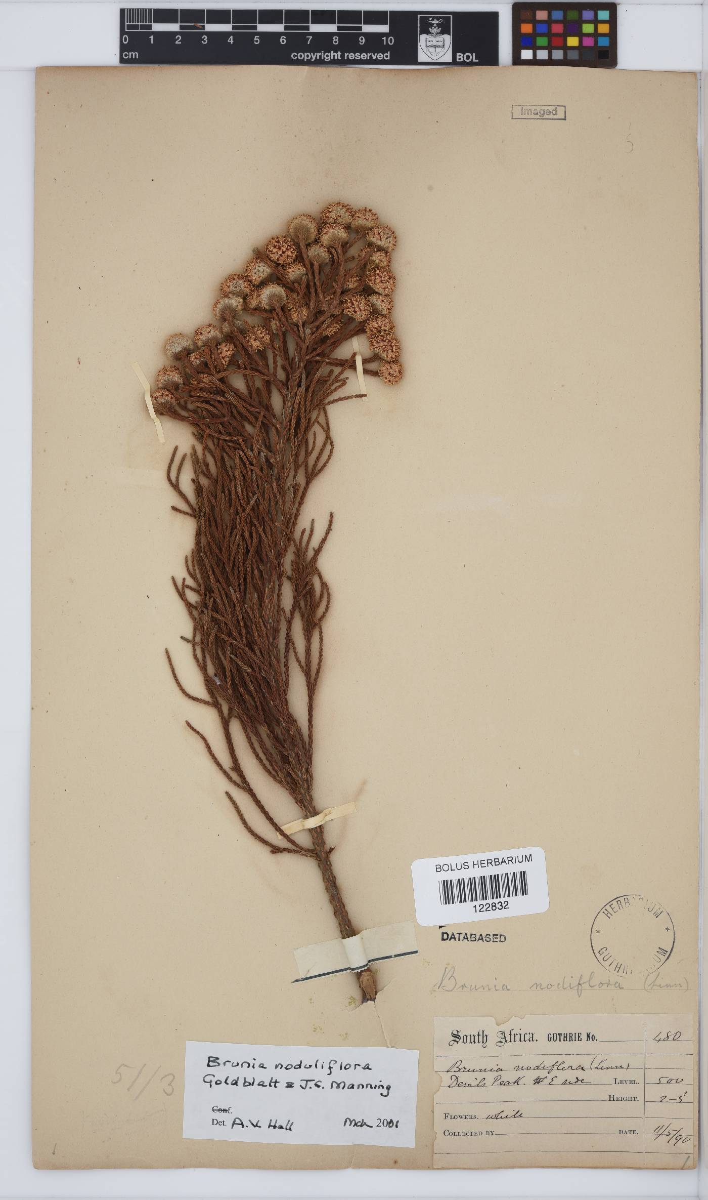 Brunia noduliflora image