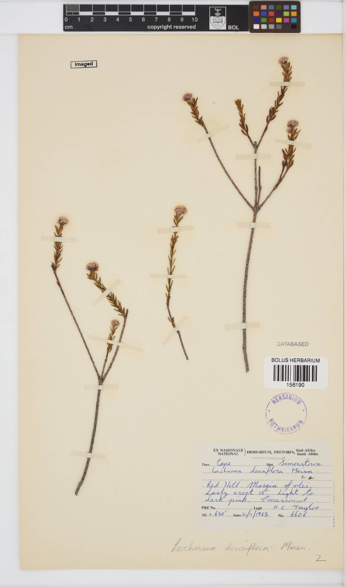 Lachnaea densiflora image