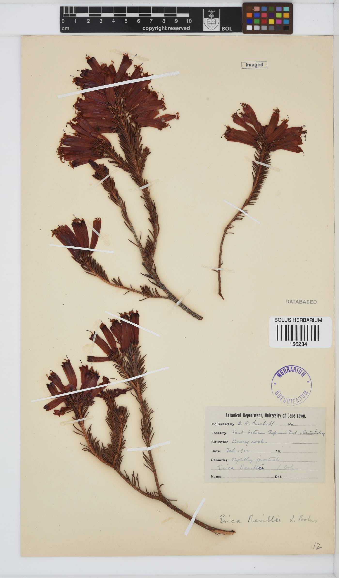 Erica nevillei image