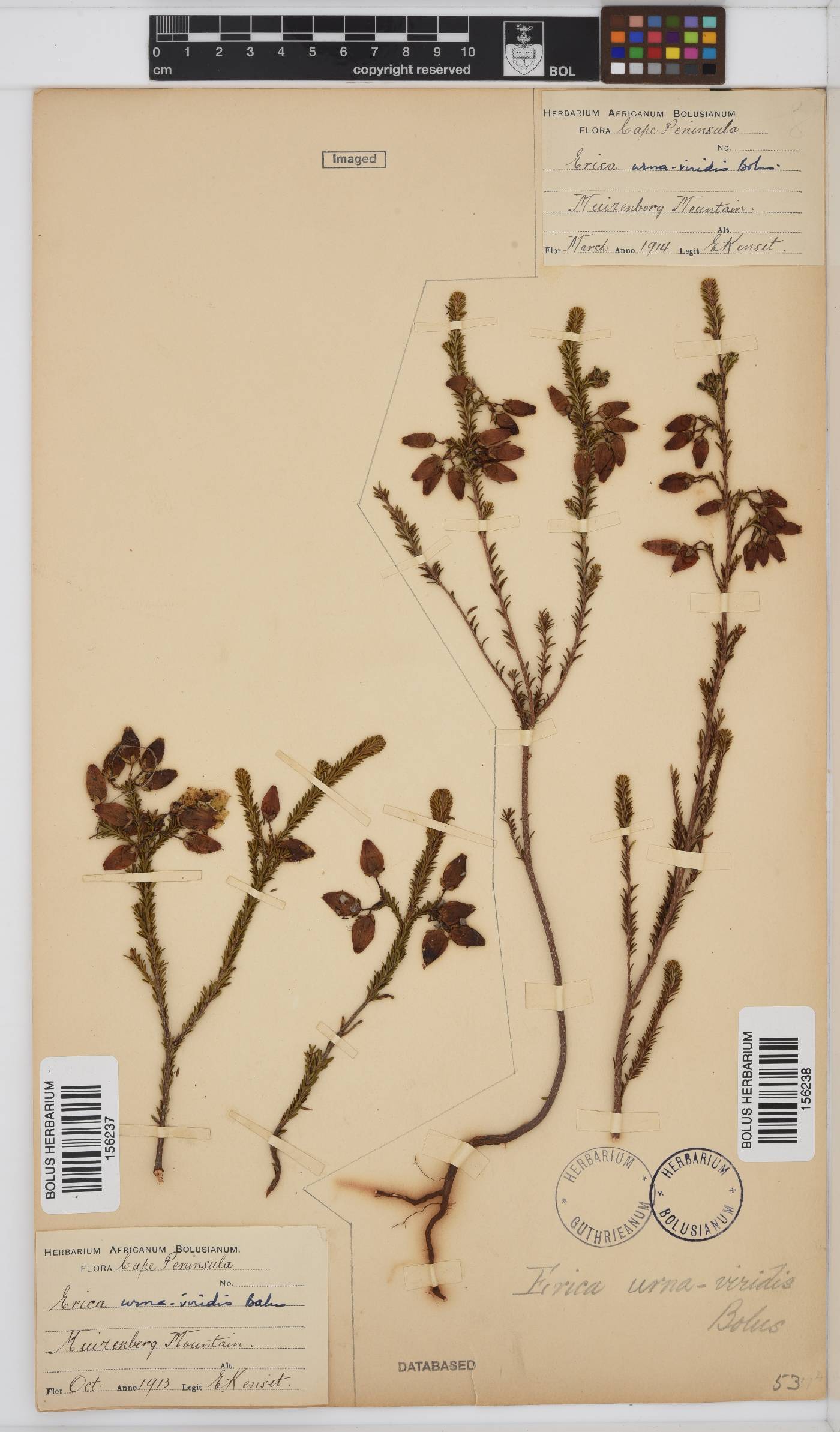 Erica urna-viridis image