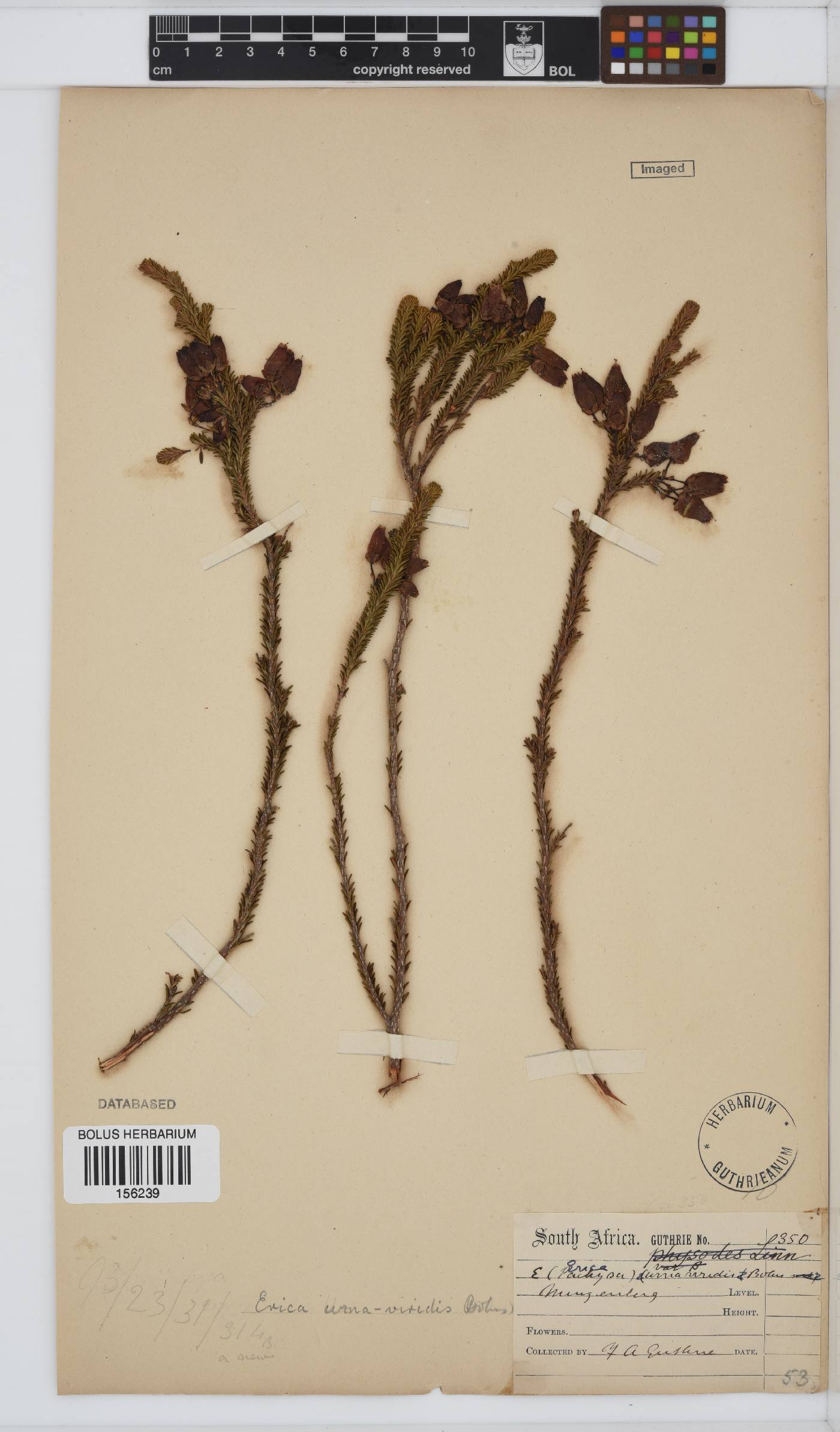 Erica urna-viridis image