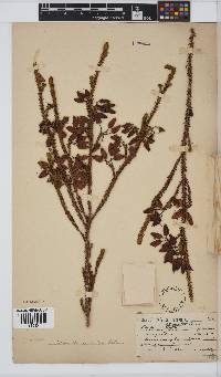 Erica urna-viridis image