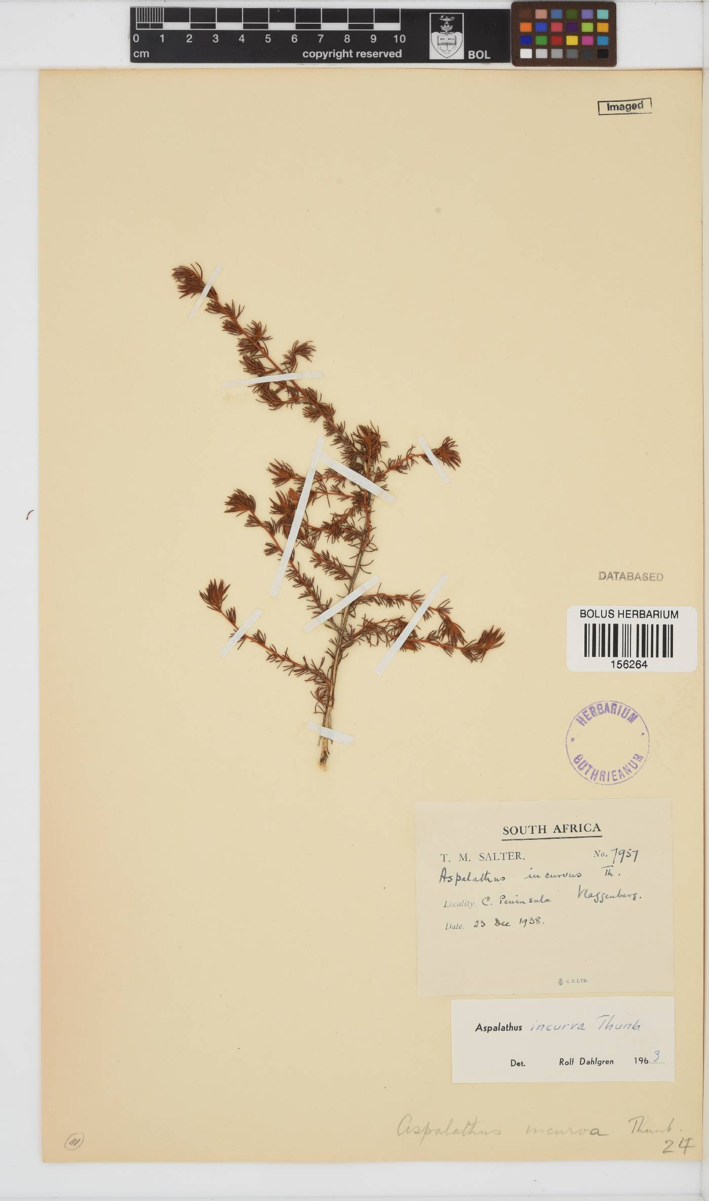 Aspalathus incurva image